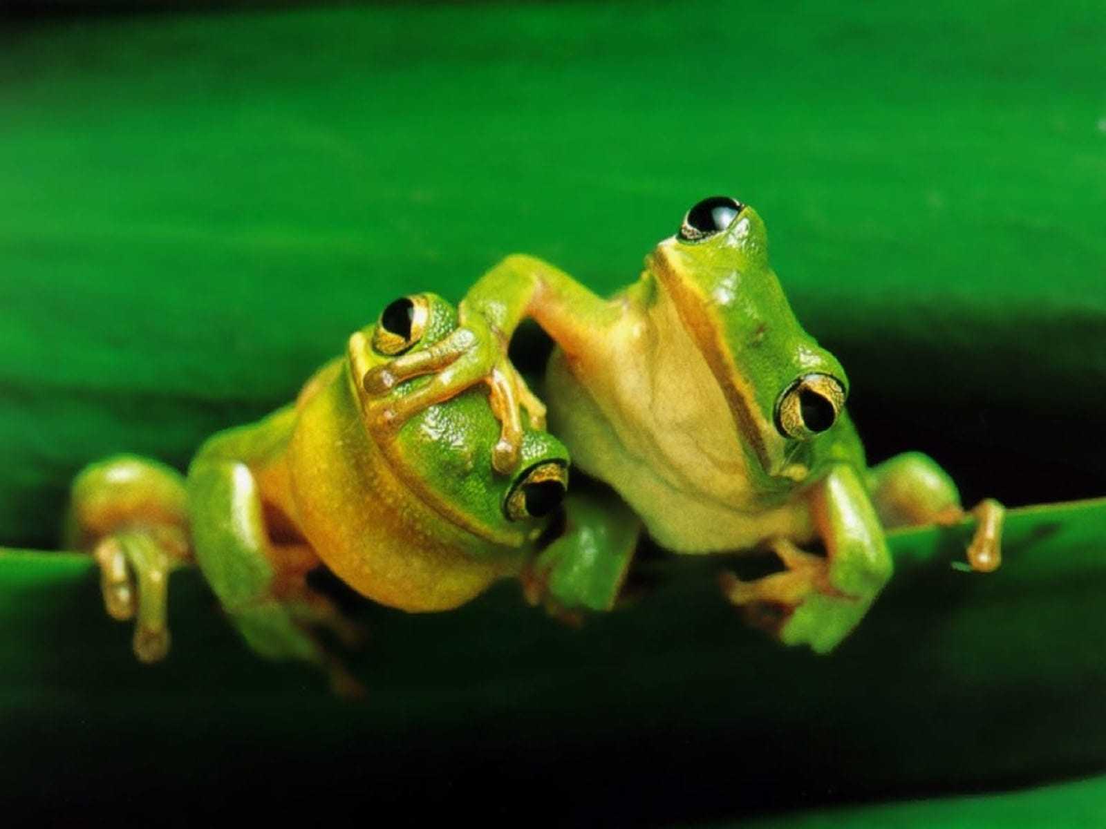 1600x1200 Frog Wallpaper