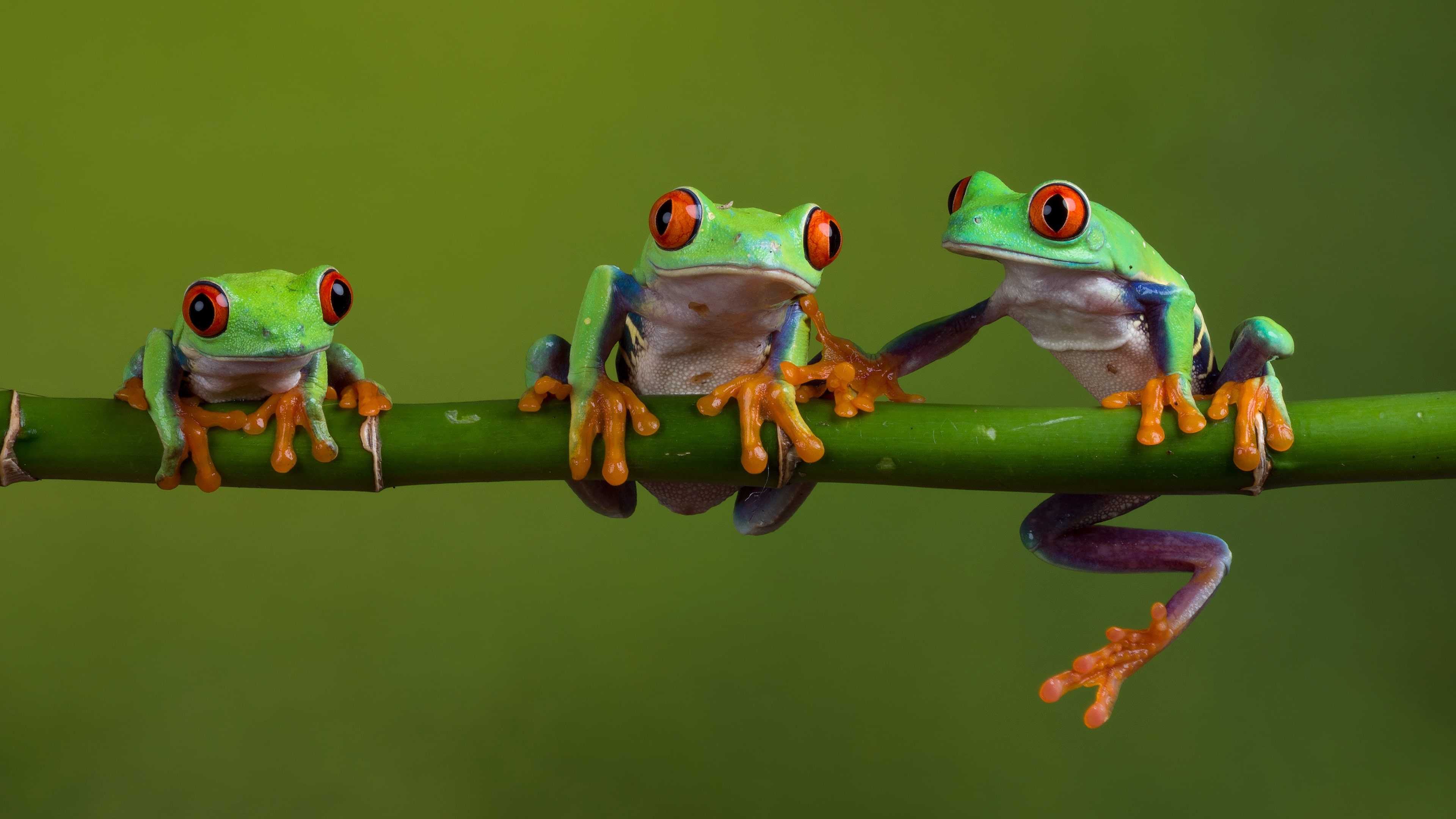 3840x2160 Frog Wallpaper