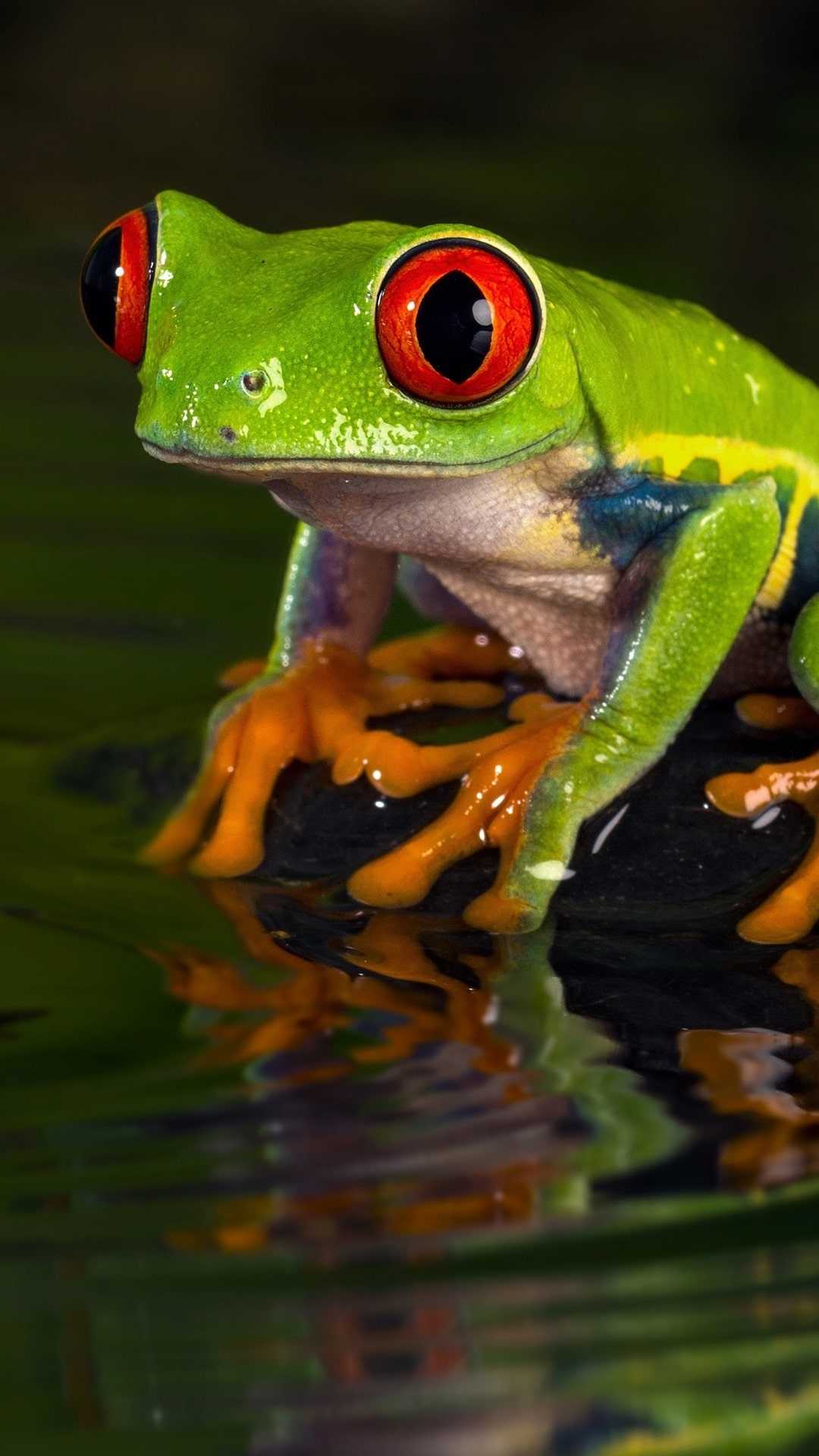 1080x1920 Frog Wallpaper