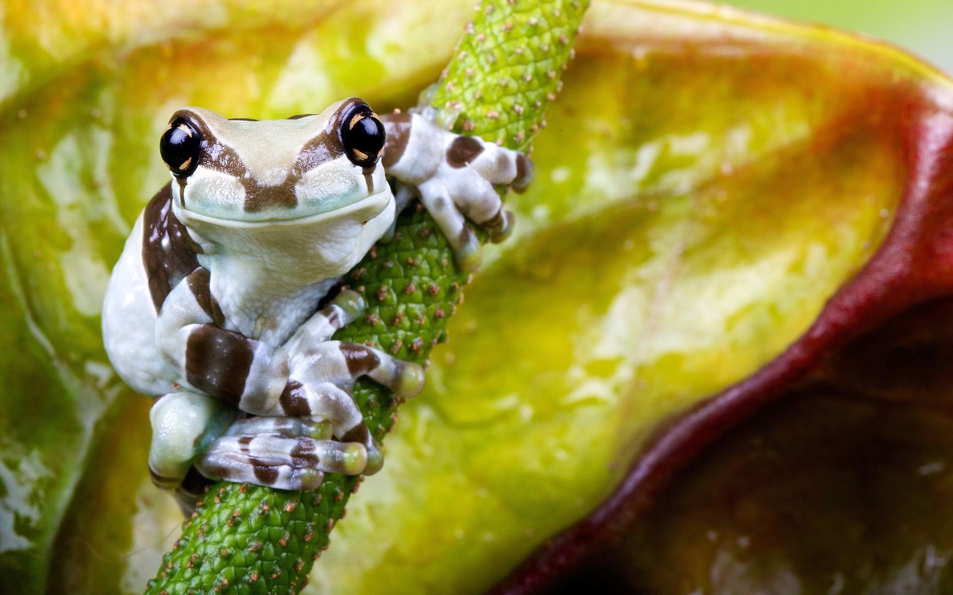 1920x1200 Animated Frog