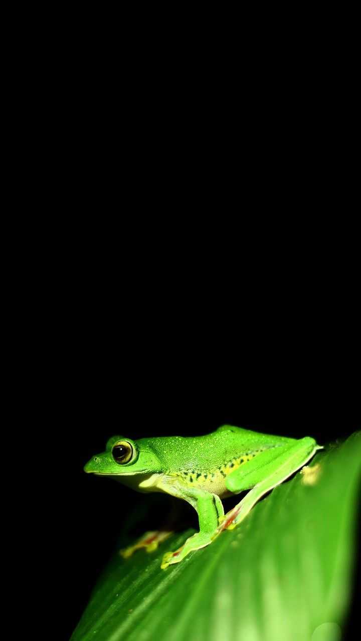 720x1280 Frog Wallpaper