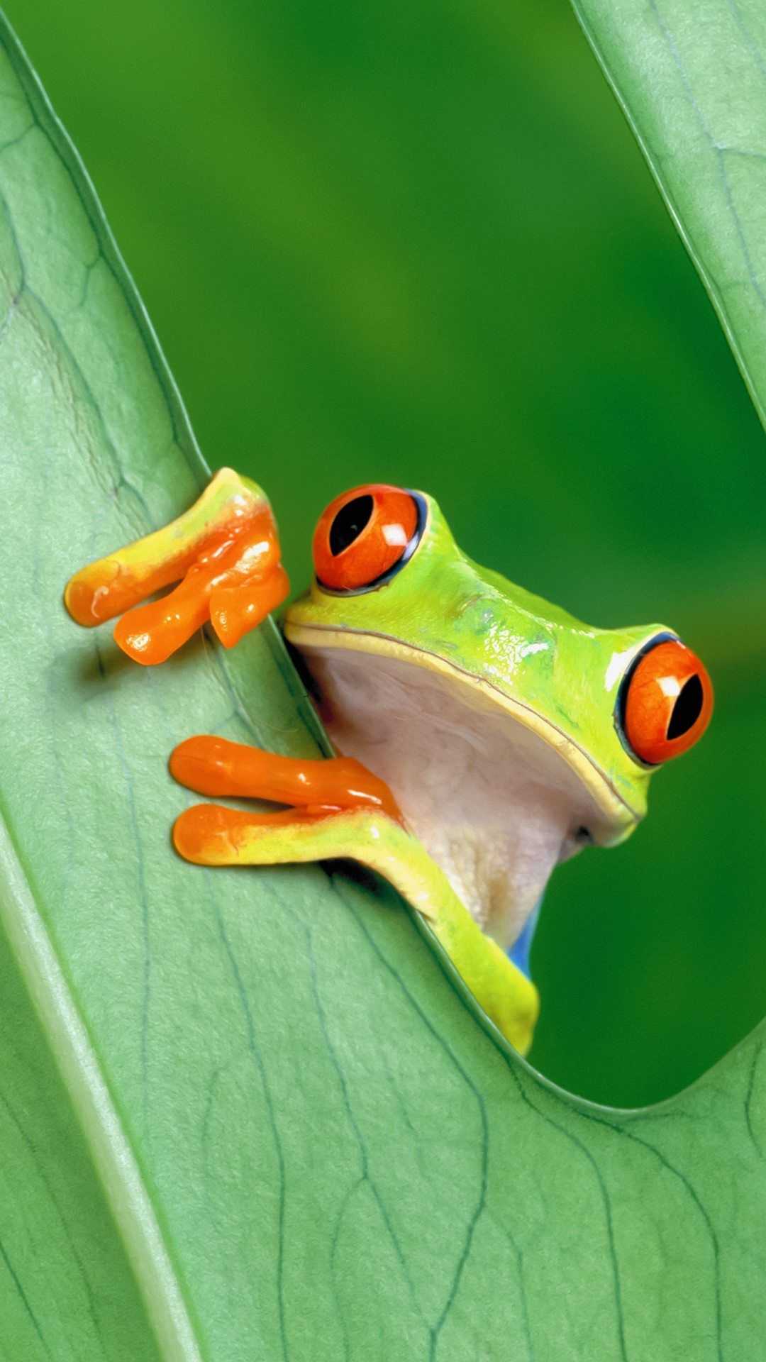 1080x1920 Frog Wallpaper