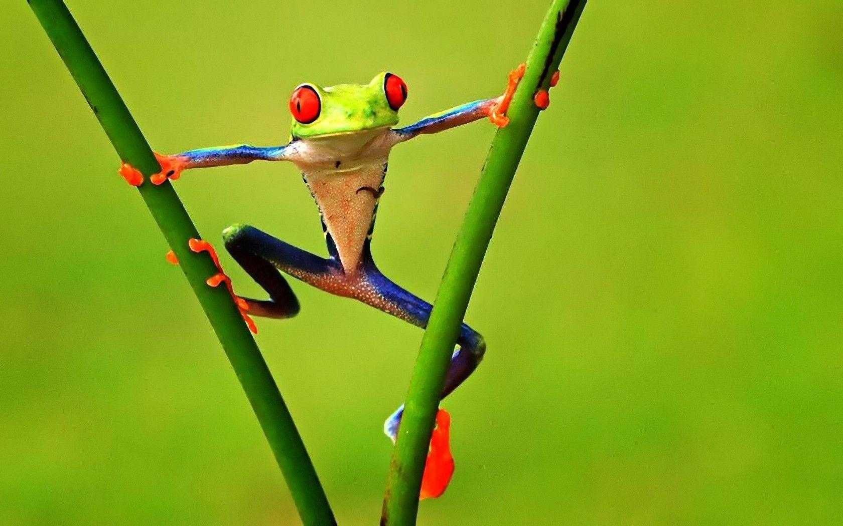 1680x1050 Frog Wallpaper