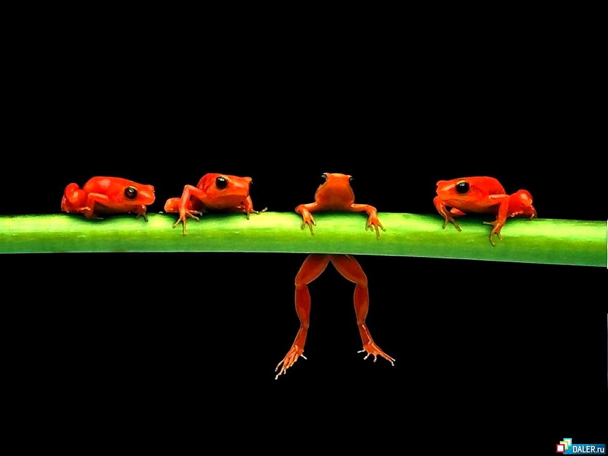 1200x900 Frog, Tree Frog, Animals background. FREE Best image