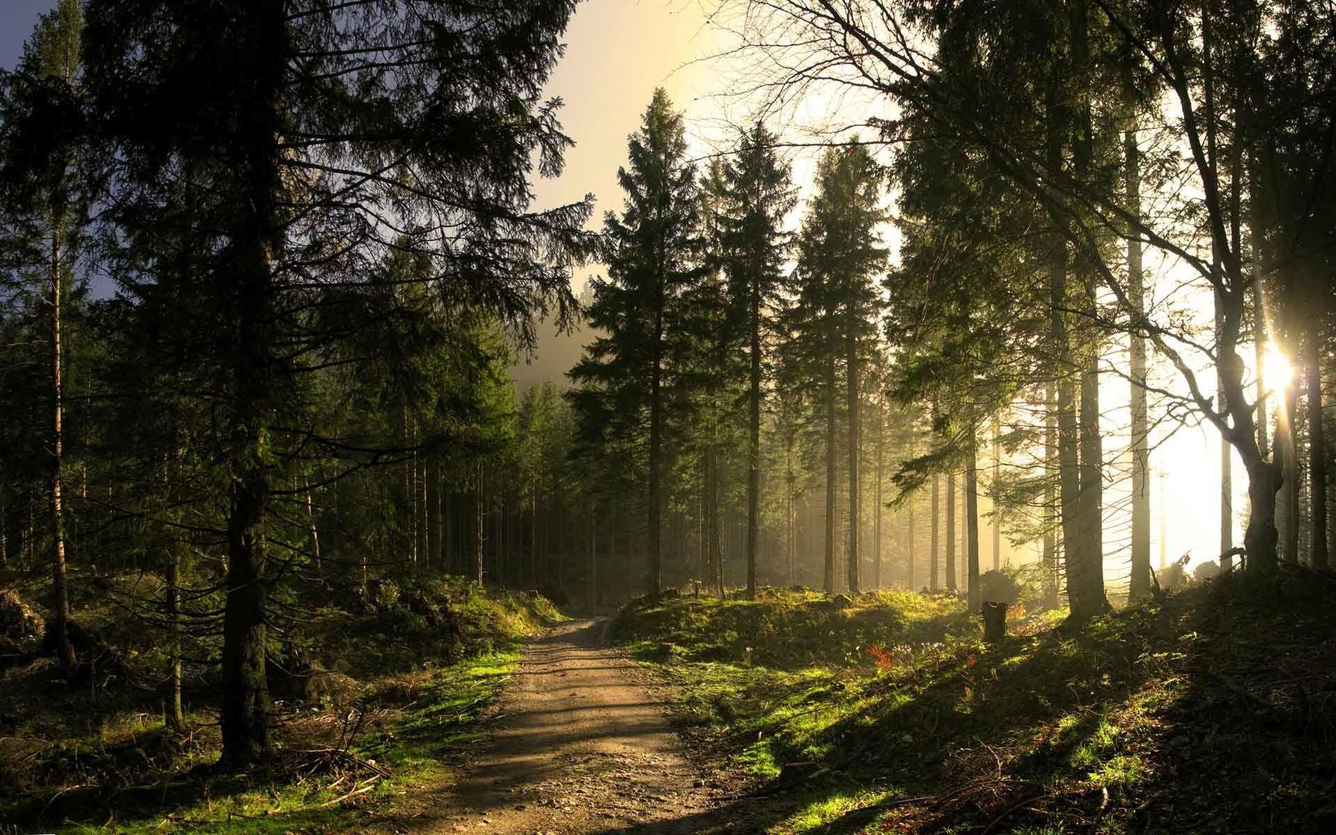 1920x1200 Aesthetic Laptop Forest Wallpaper
