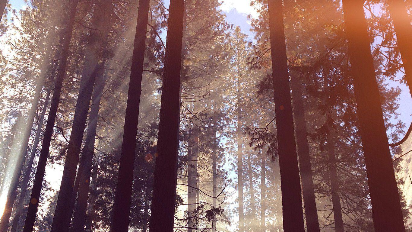 1366x768 desktop wallpaper. forest wood tree light summer nature flare. Macbook air wallpaper, Nature desktop wallpaper, Desktop wallpaper summer