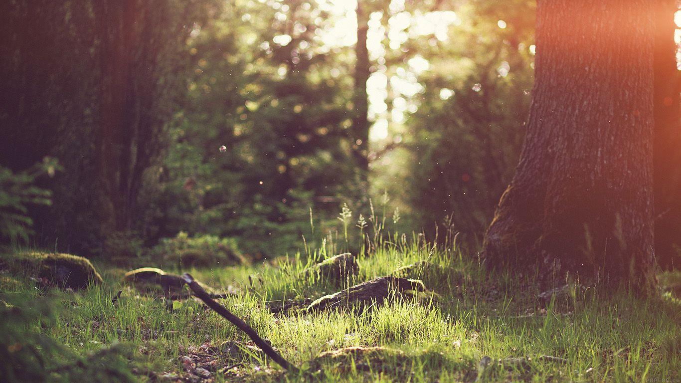 1366x768 Forest Laptop Wallpaper