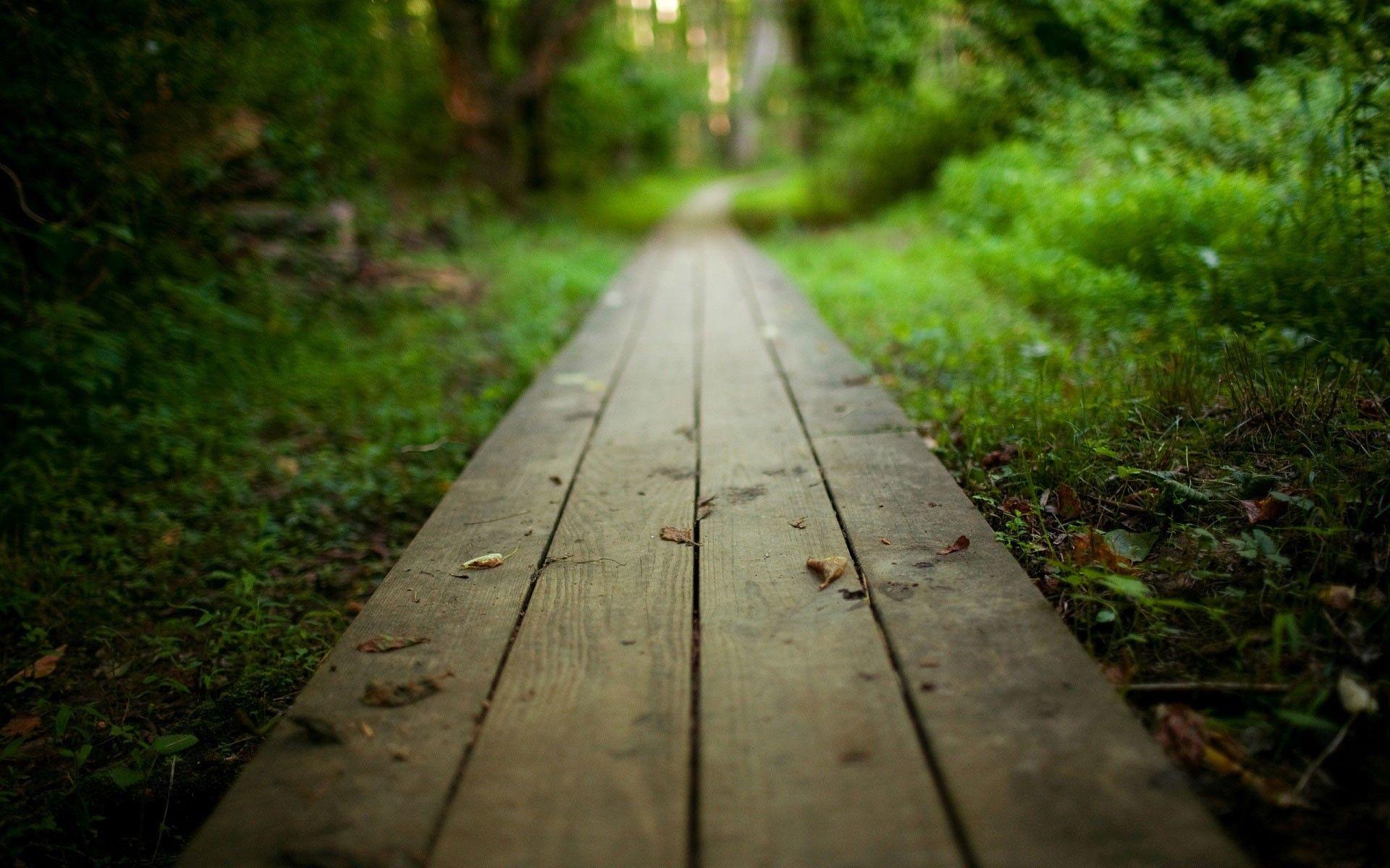 1920x1200 Wooden Path Forest Green Focus HD Wallpaper. iPad air wallpaper, Wooden path, Wood