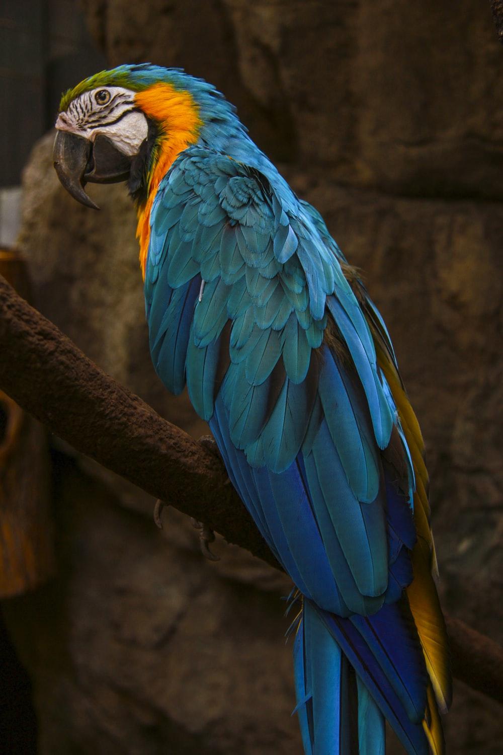 1000x1500 Parrot Picture. Download Free Image