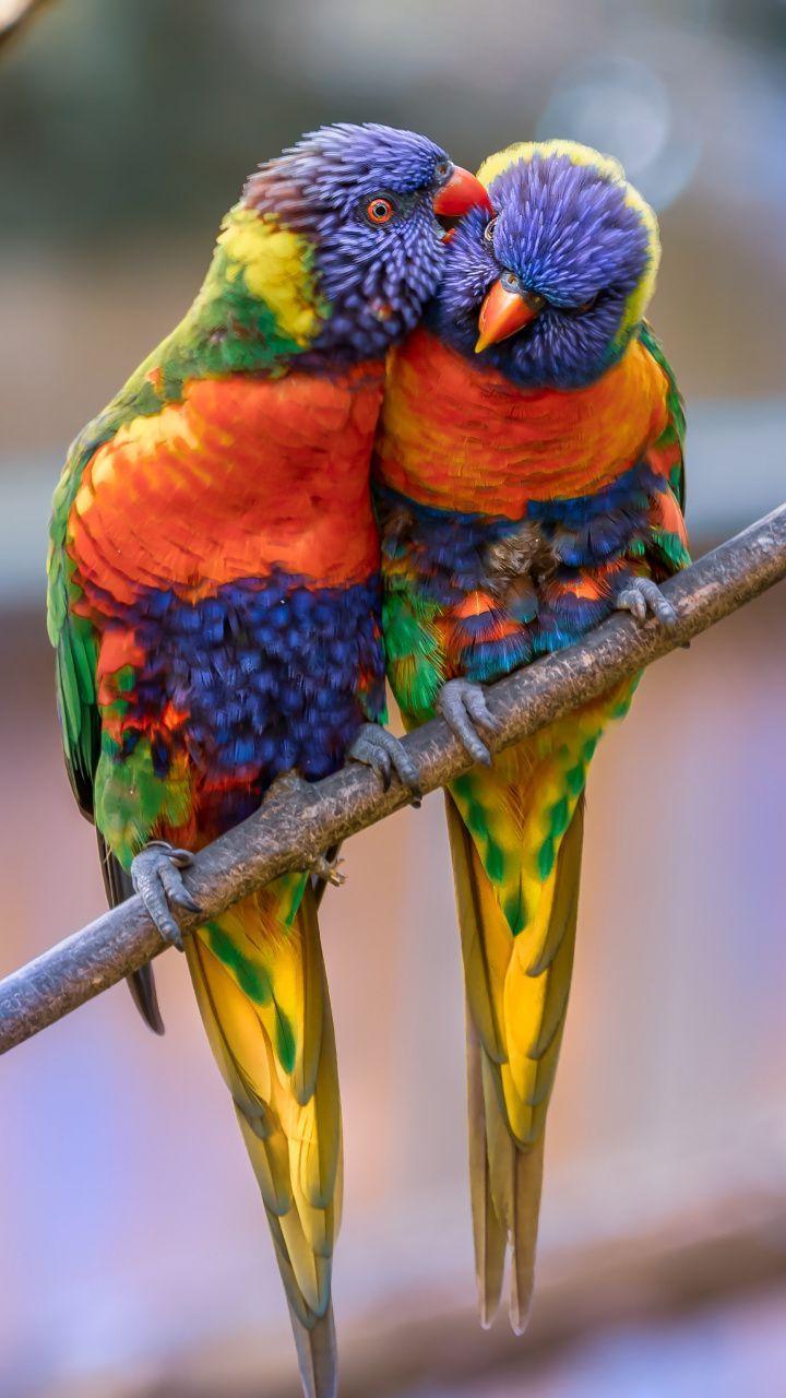 Parrot Phone Wallpapers Top Free Parrot Phone Backgrounds