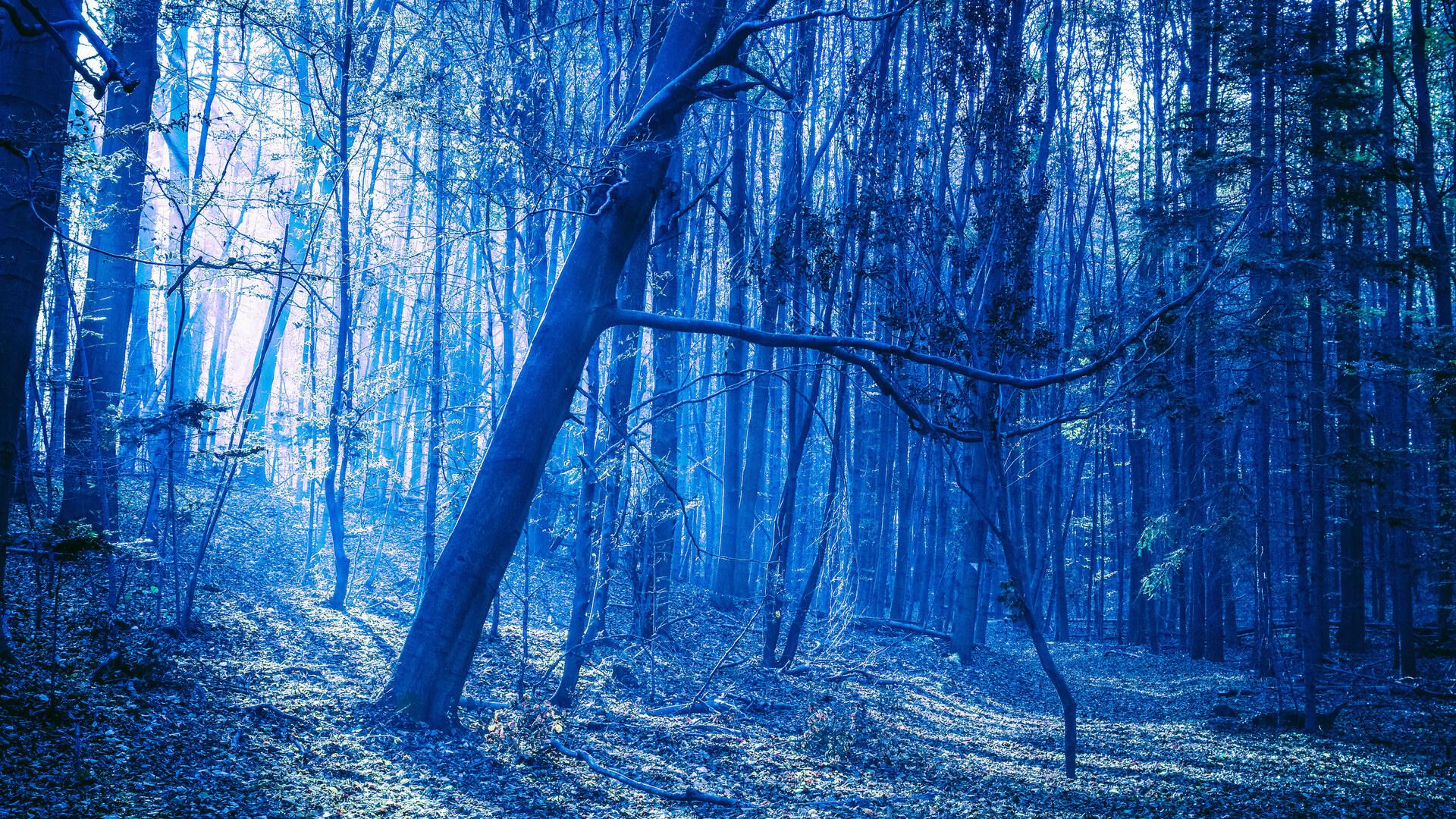 1920x1080 Last Blue Light Of Evening In Woods Laptop Full HD 1080P HD 4k Wallpaper, Image, Background, Photo and Picture