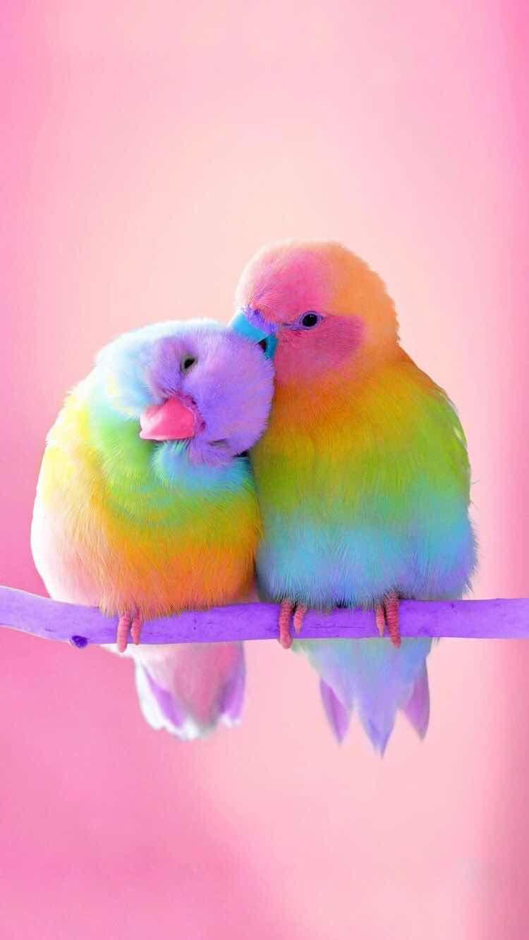 750x1333 Mobile Colourful Bird Wallpaper
