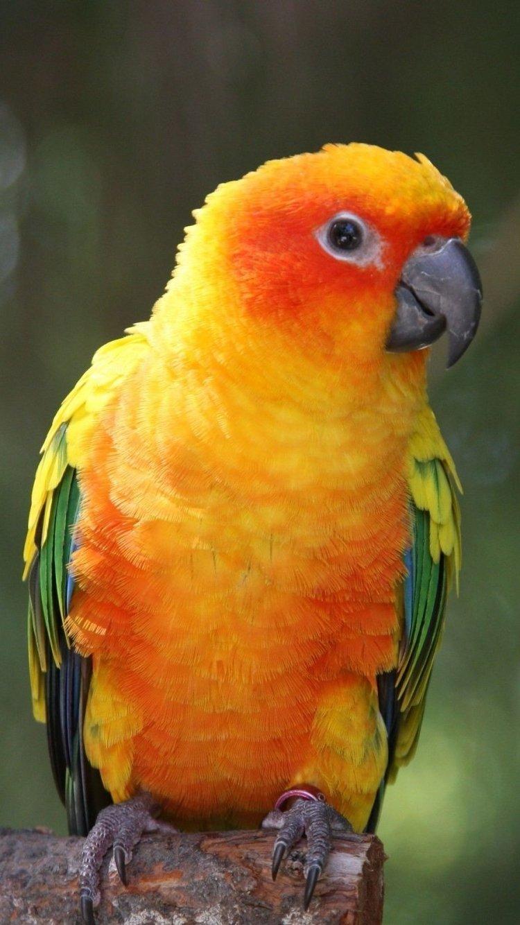 750x1334 Animal Sun Parakeet