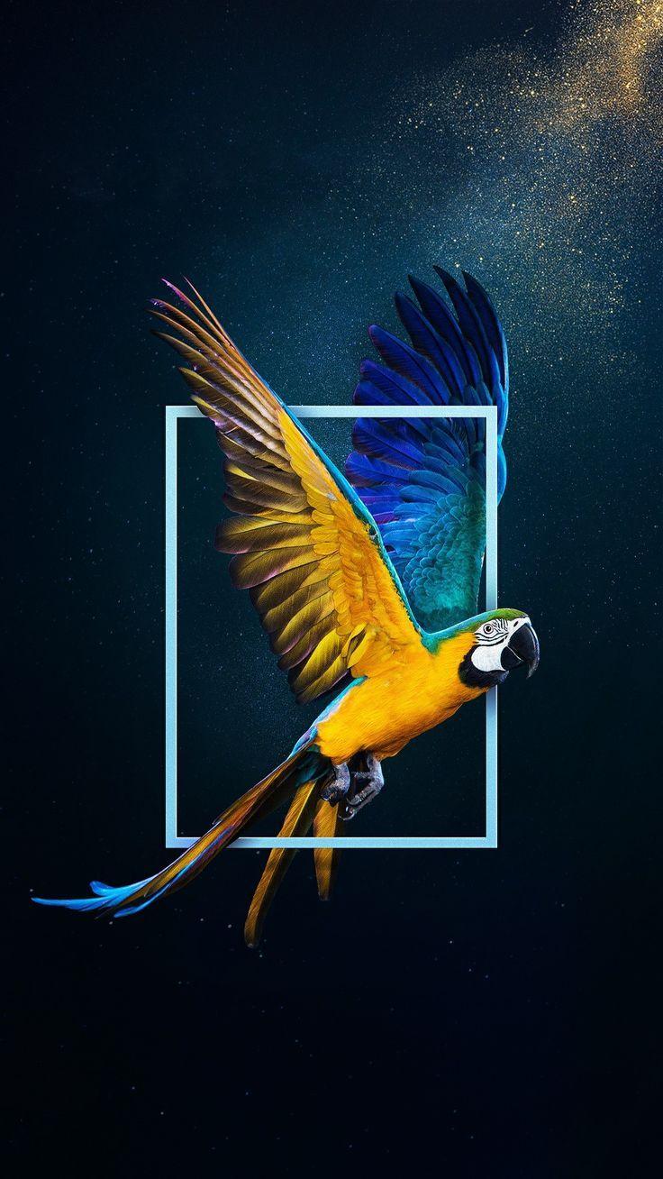 736x1308 Parrot UHD wallpaper, download from WallPixel App