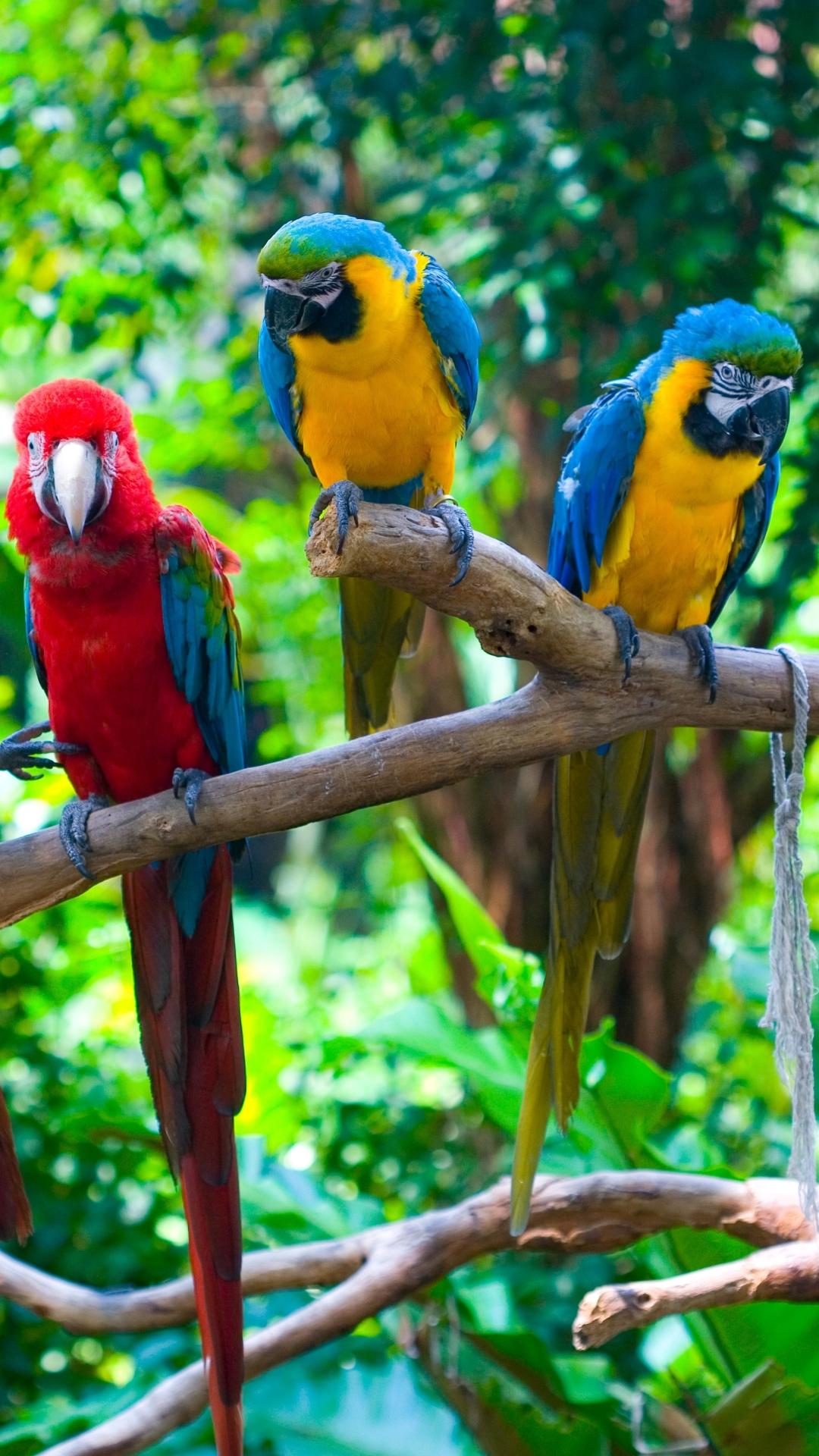 1080x1920 Animal Macaw