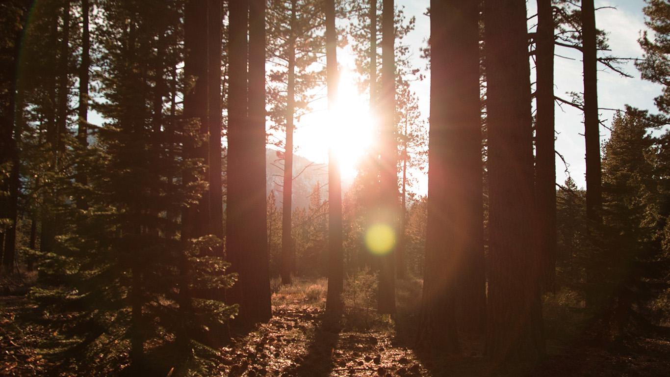 1366x768 Sunny Wood Wallpaper Wide. Wallpaper HD Quality