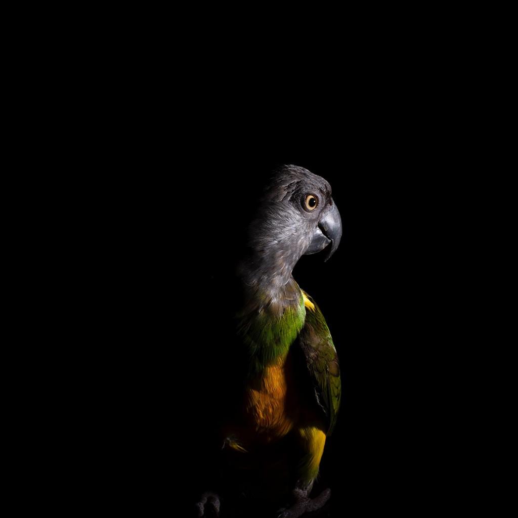 1024x1024 Free download Parrot Bird Dark Wallpaper [1024x1024] [1024x1024] for your Desktop, Mobile & Tablet. Explore Wallpaper 1024X1024. Hellsing Wallpaper 1024x iPad 2 Wallpaper 1024x