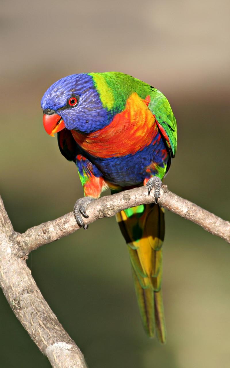 800x1280 Colorful Parrot Wallpaper HD Mobile Wallpaper