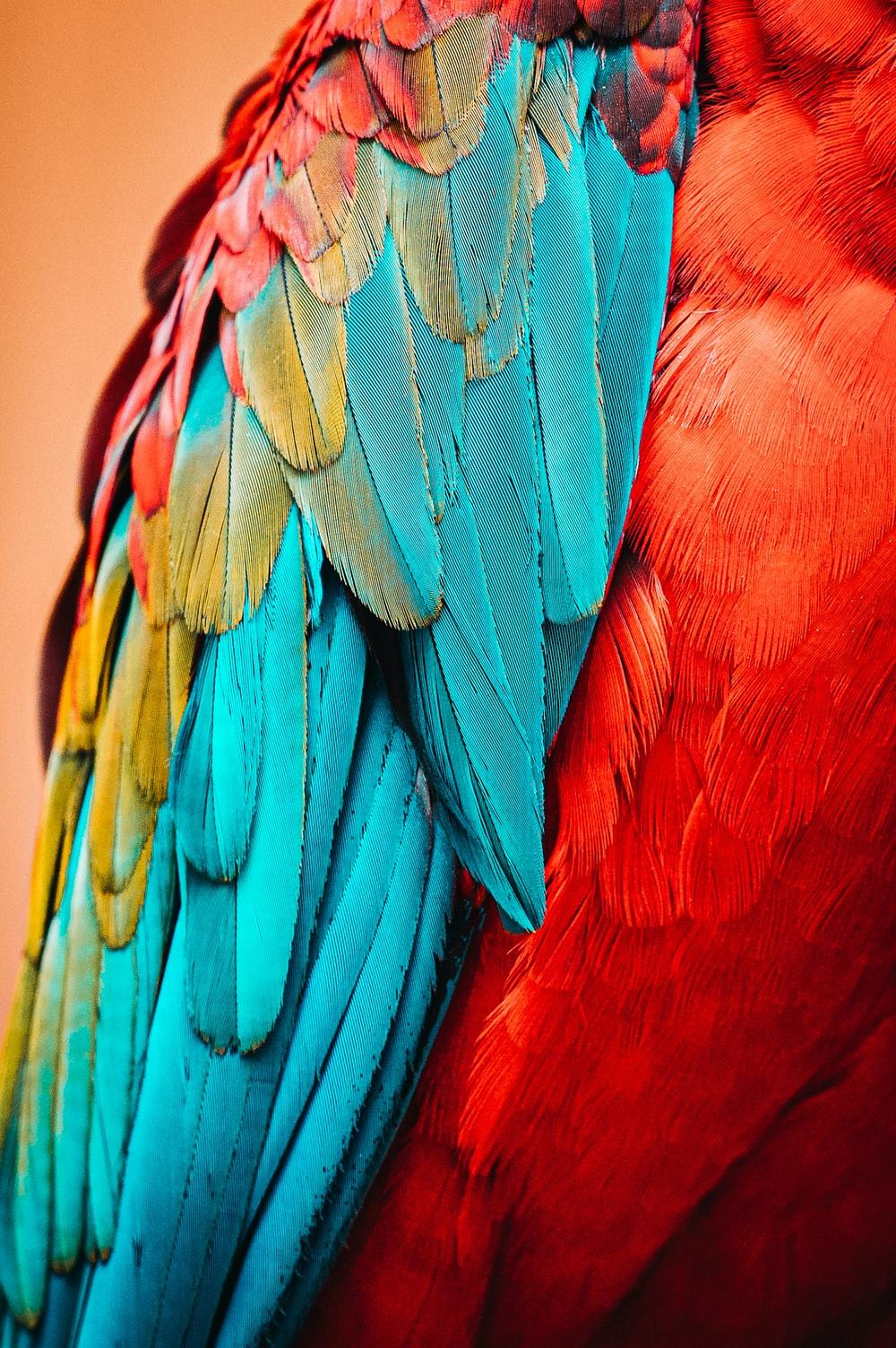 1000x1503 Parrot Picture. Download Free Image