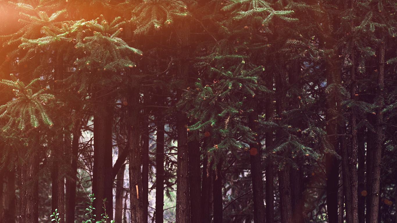 1366x768 wallpaper for desktop, laptop. wood forest dark night tree nature flare