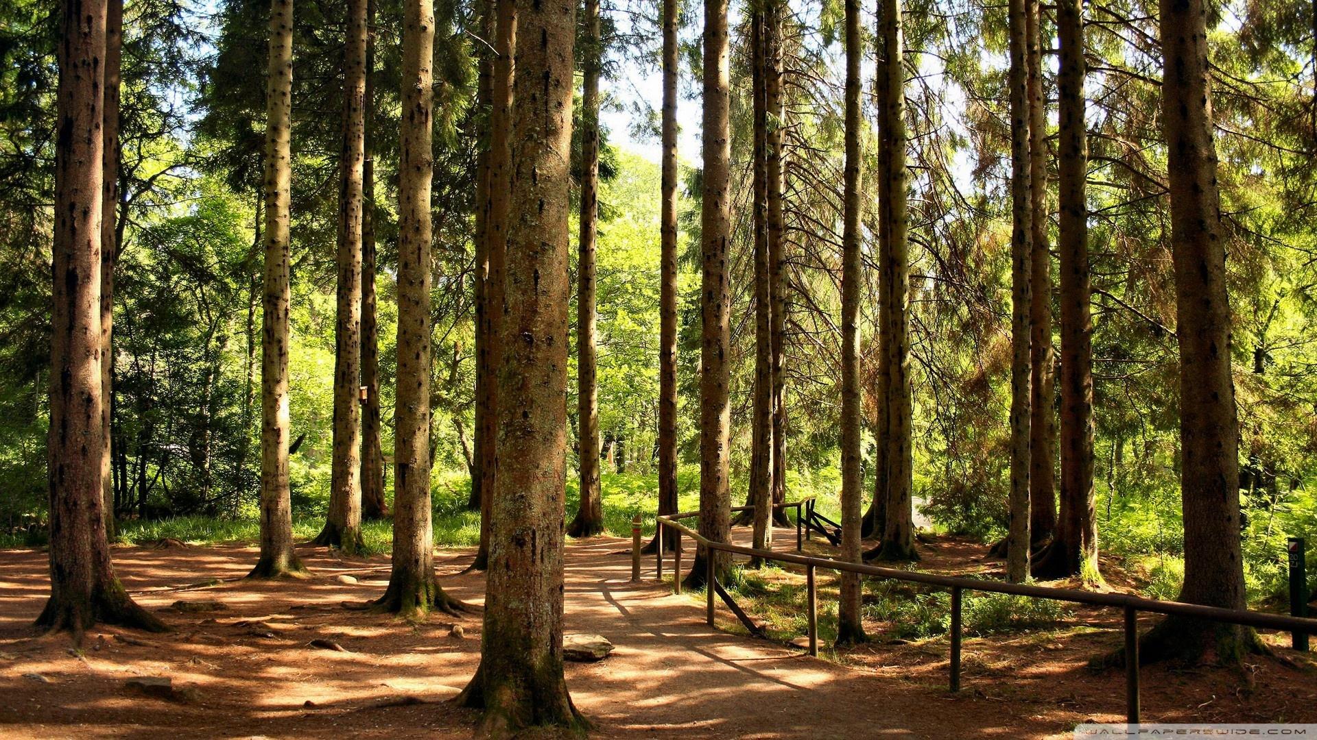 1920x1080 Woods Wallpaper