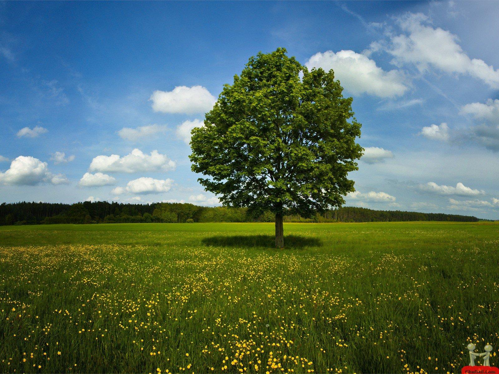 Alone Tree Wallpapers - Top Free Alone Tree Backgrounds - WallpaperAccess