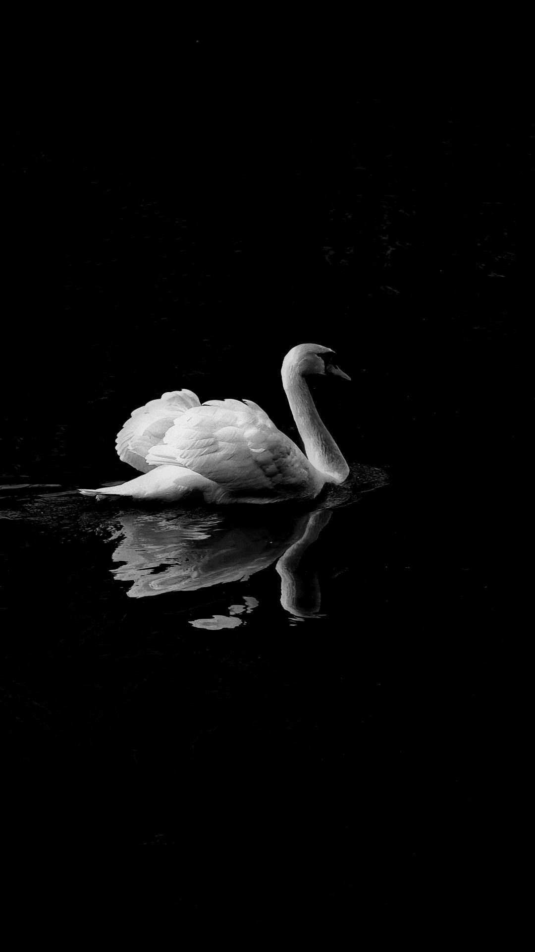 1080x1920 Animal, Black And White iPhone Wallpaper