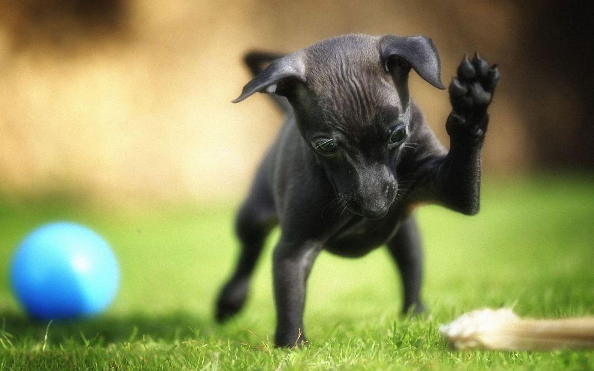 1920x1200 Miniature Pinscher Doggy Rocks