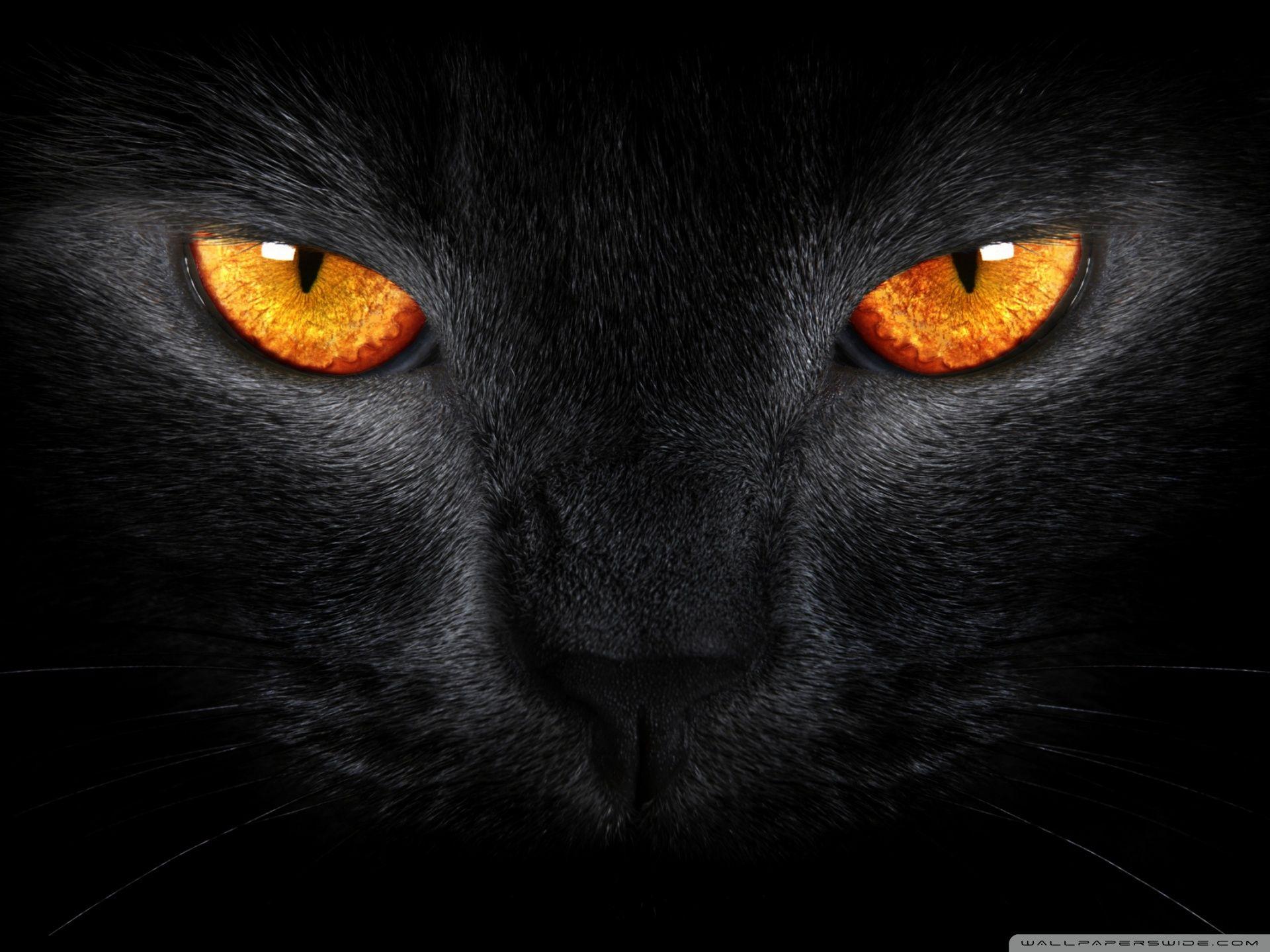 1920x1440 Black Cat HD desktop wallpaper : High Definition : Fullscreen
