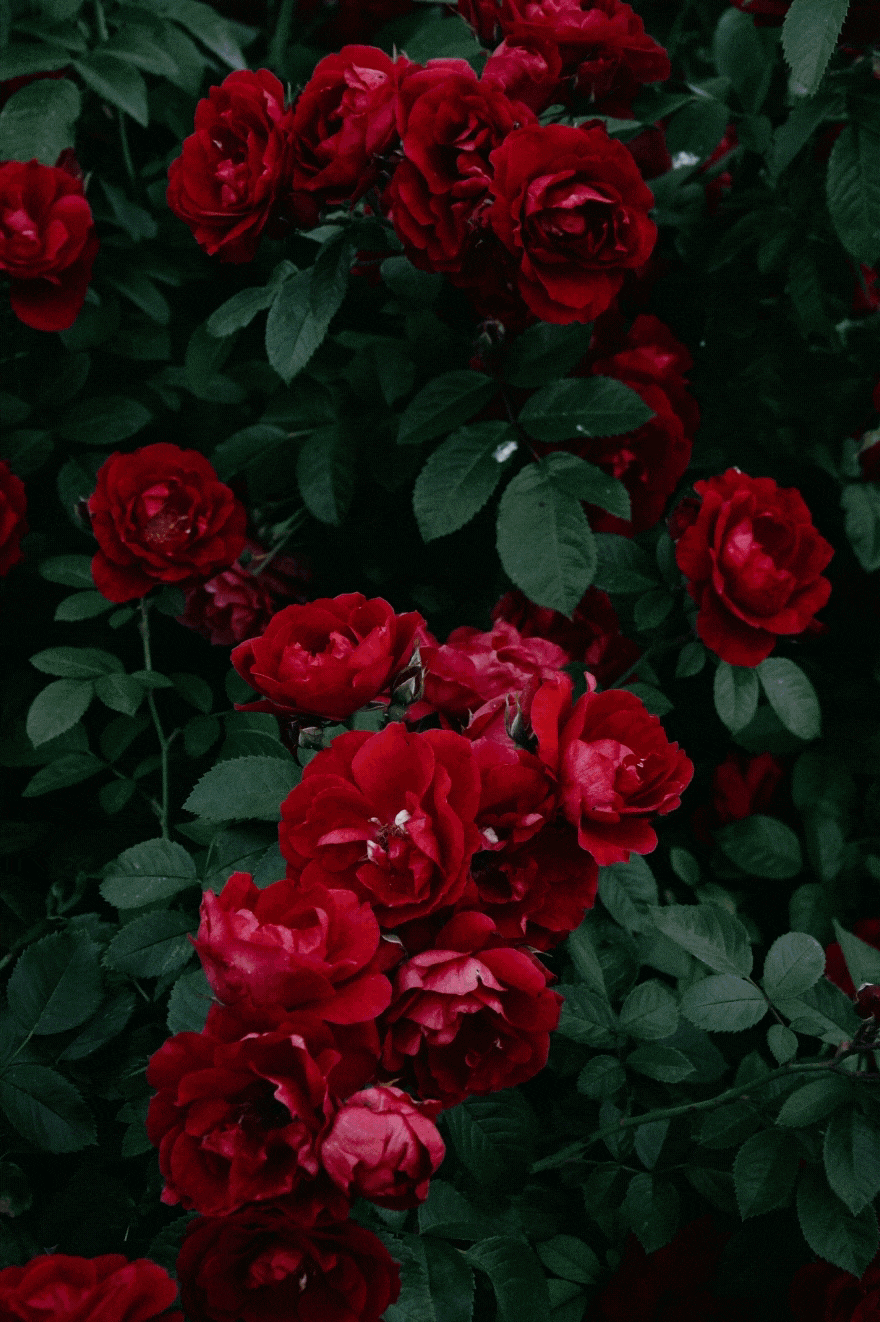 880x1322 Scorpio Zodiac Sign Inspired Art Print INSTANT DOWNLOAD. Etsy. Aesthetic roses, Flower phone wallpaper, Red roses