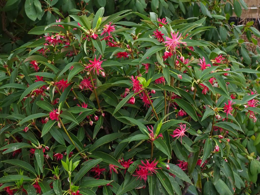 1024x768 Illicium 'Scorpio' (Scorpio Anise Shrub, Star Flower Scorpio). North Carolina Extension Gardener Plant Toolbox