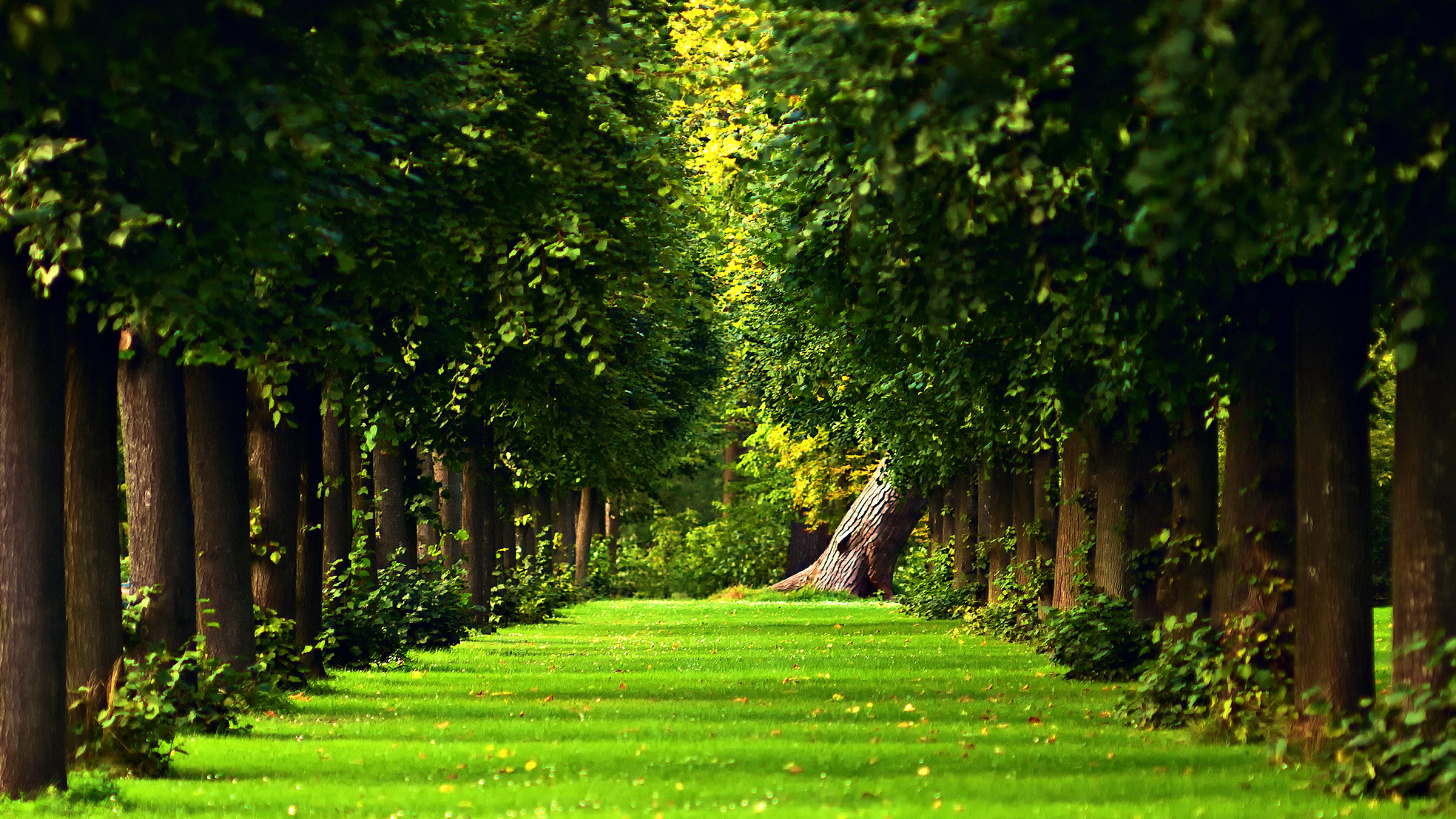 5120x2880 Free download Wallpaper 5120x2880 Green nature in the forest Nature wallpaper [5120x2880] for your Desktop, Mobile & Tablet. Explore Wallpaper 5120x2880K Image HD Wallpaper, iMac Retina 5K Wallpaper