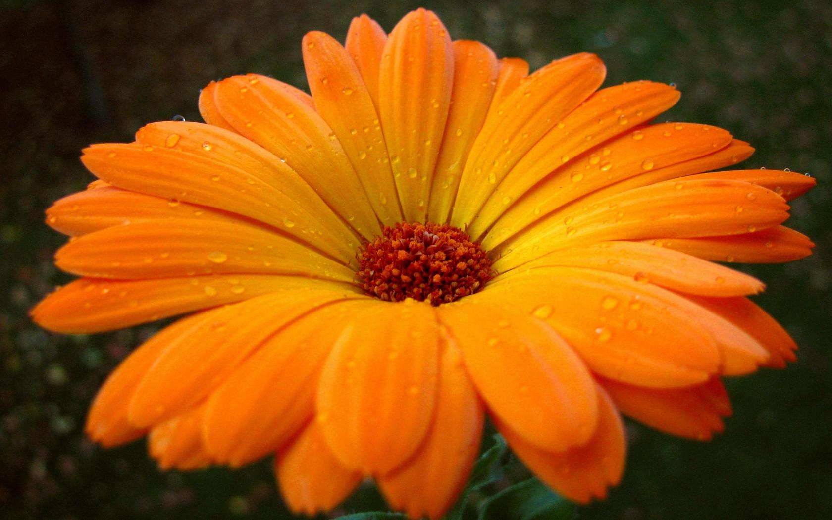 1680x1050 Orange Flowers wallpaperx1050