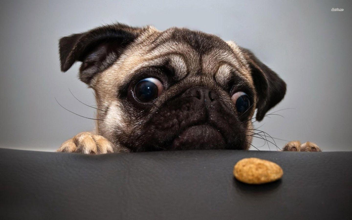 1440x900 Pug Live Wallpaper 1.00 APK Download Personalization Apps