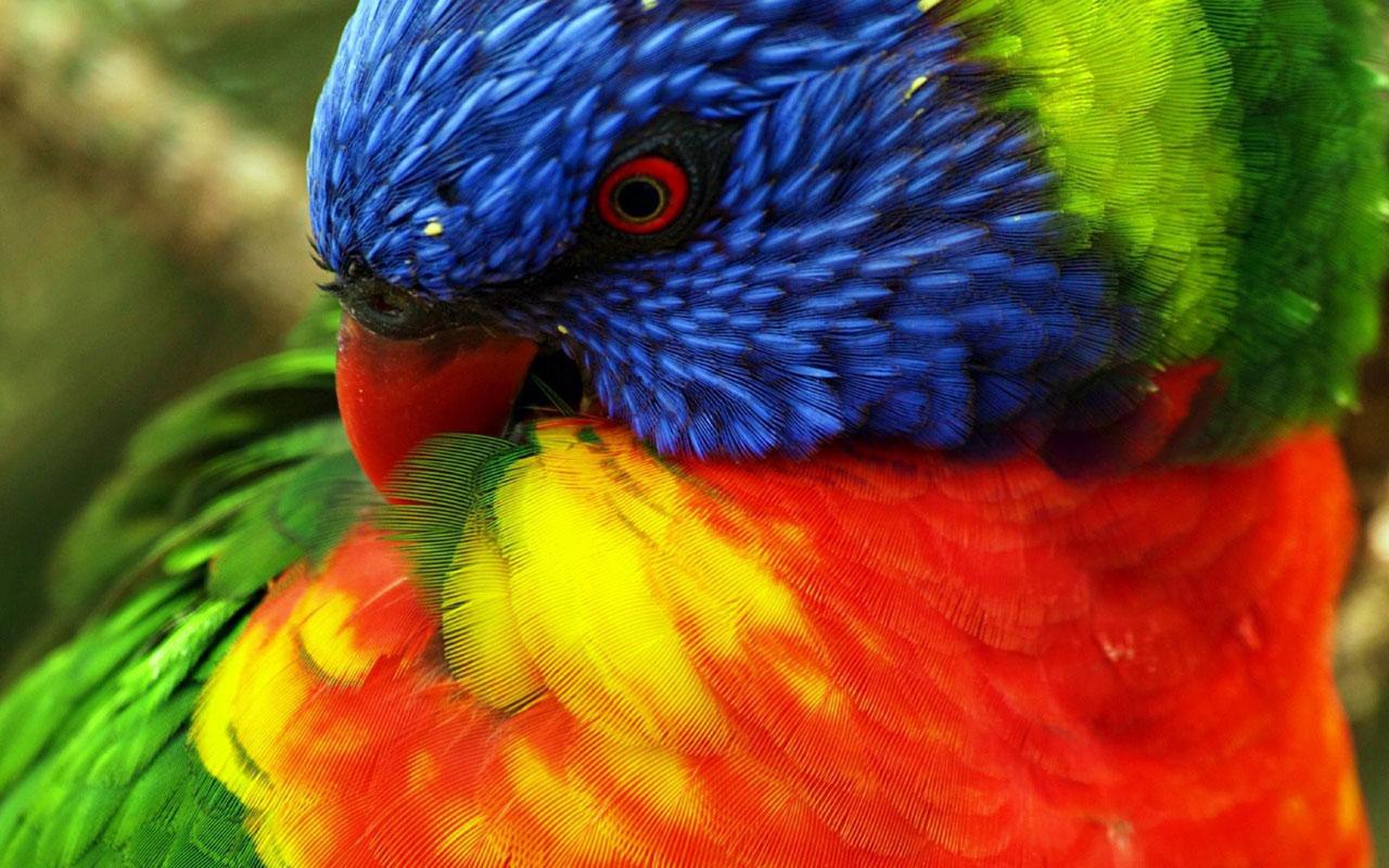 1280x800 Free download Parrots large size close up wall 12 Animal Wallpaper Free [1280x800] for your Desktop, Mobile & Tablet. Explore Big Size Wallpaper. Big Daddy Wallpaper, Big Truck Wallpaper, Big Ben Wallpaper