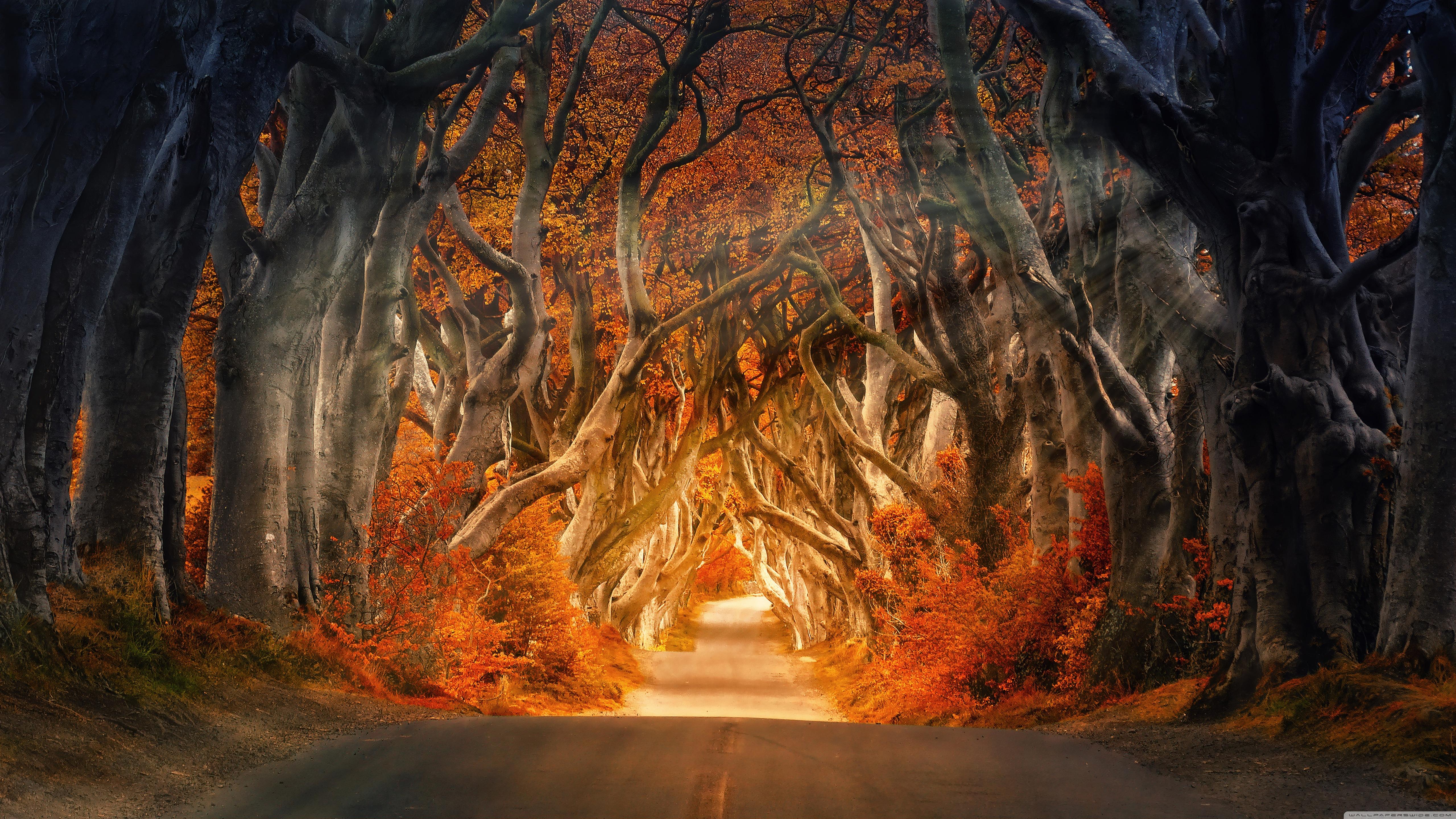 5120x2880 Autumn Aesthetic Ultra HD Desktop Background Wallpaper for 4K UHD TV : Widescreen & UltraWide Desktop & Laptop : Tablet