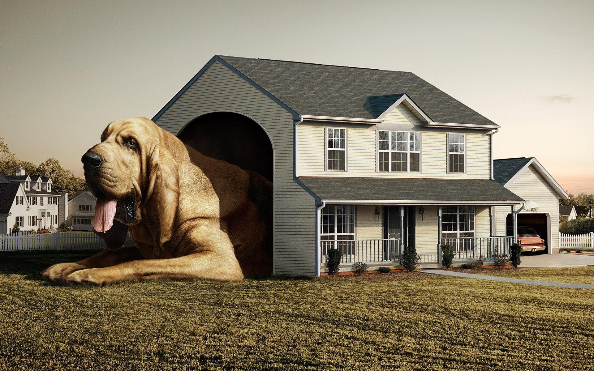 1920x1200 Dog House desktop PC and Mac wallpaper