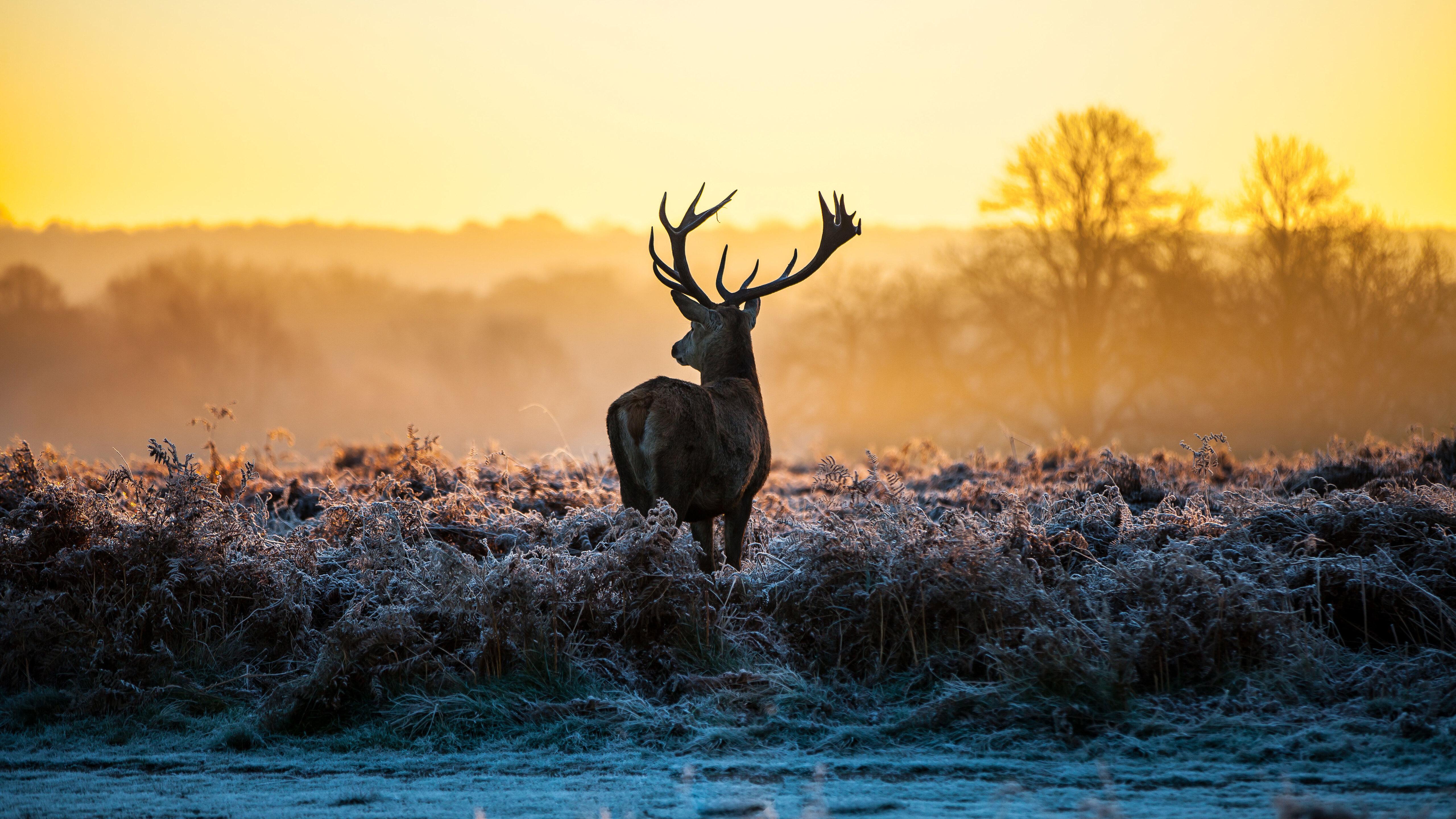 5120x2880 Deer Forest Nature 5k 5k HD 4k Wallpaper, Image, Background, Photo and Picture
