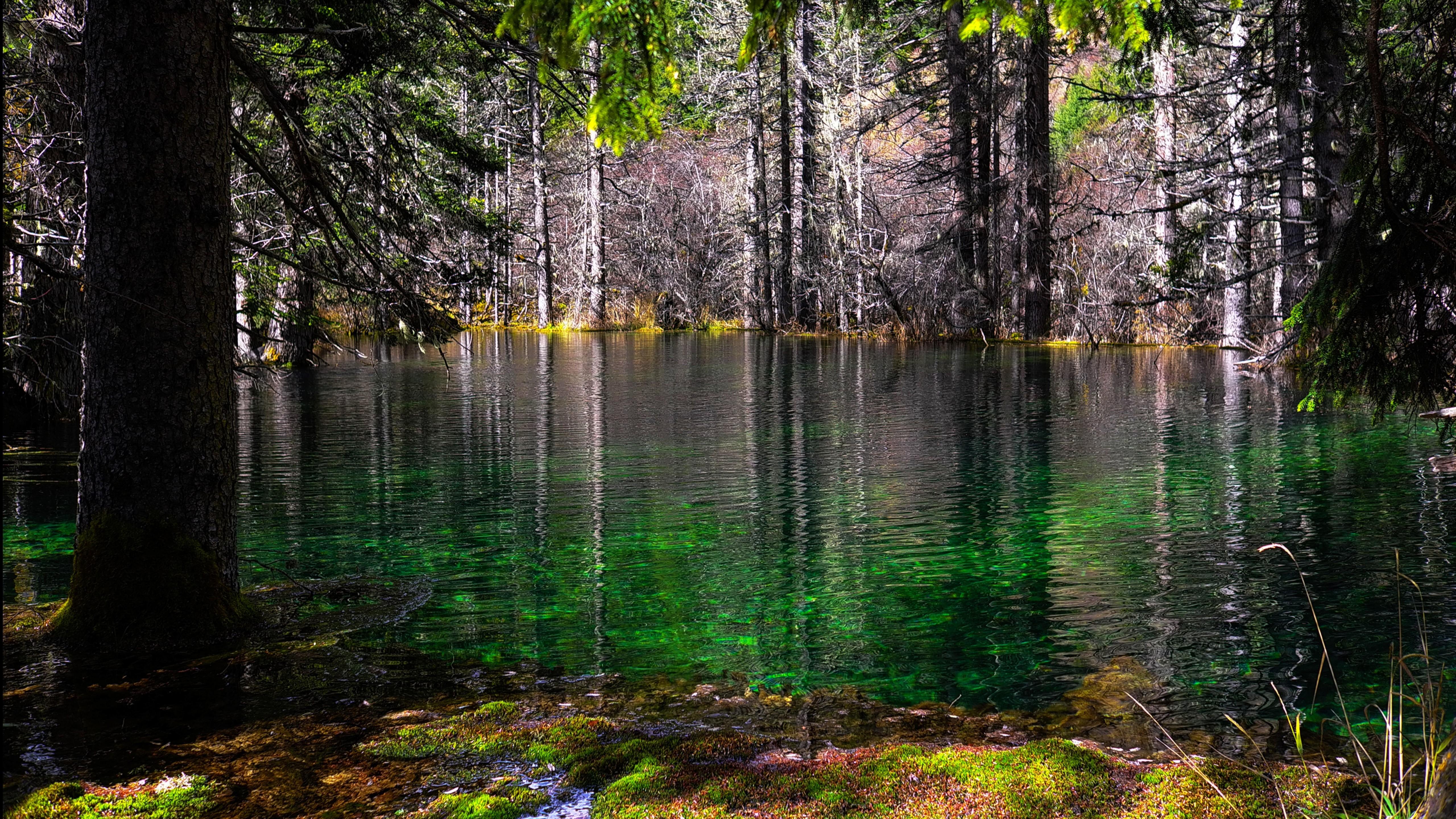 5120x2880 Forest With Lake Moss And Trees 4K 8K HD Nature Wallpaper