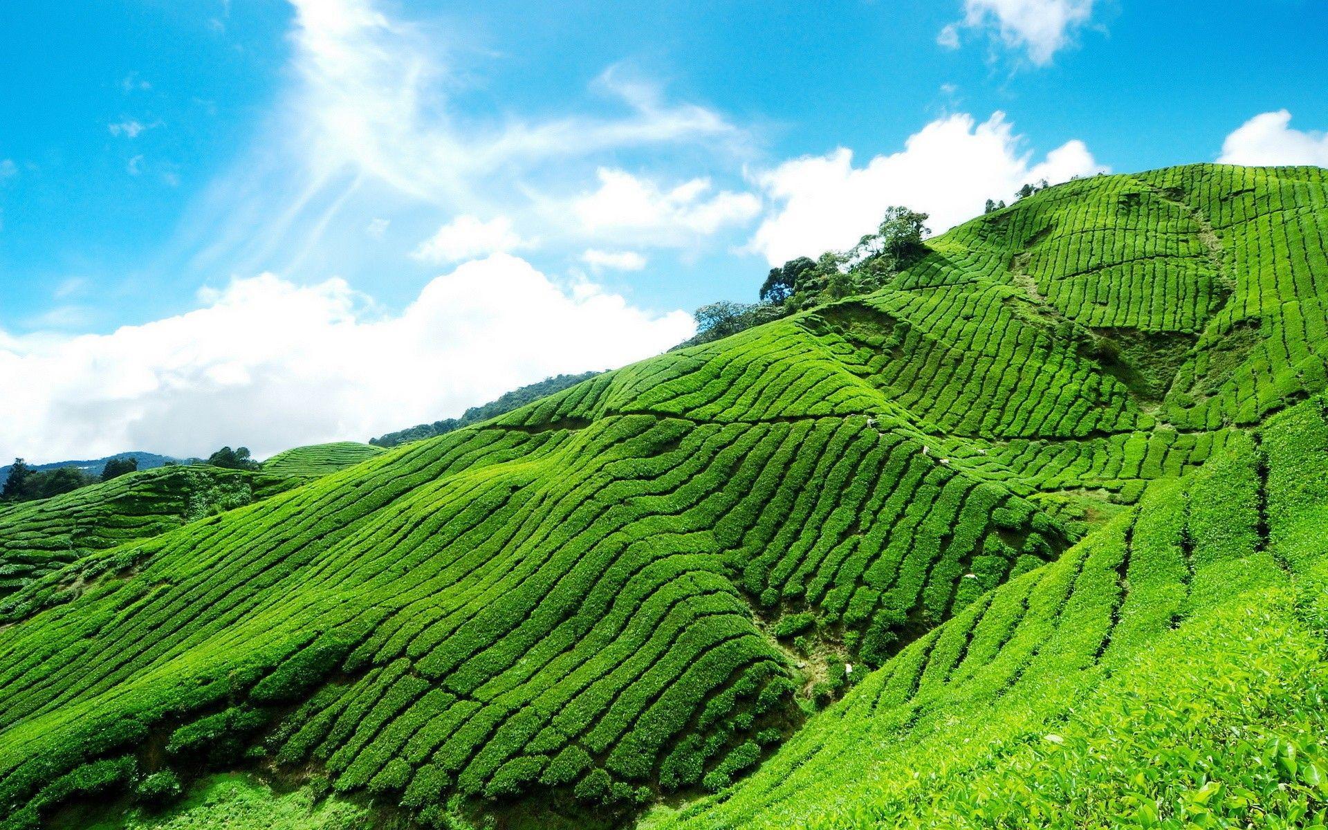 1920x1200 Tea Garden Wallpaper
