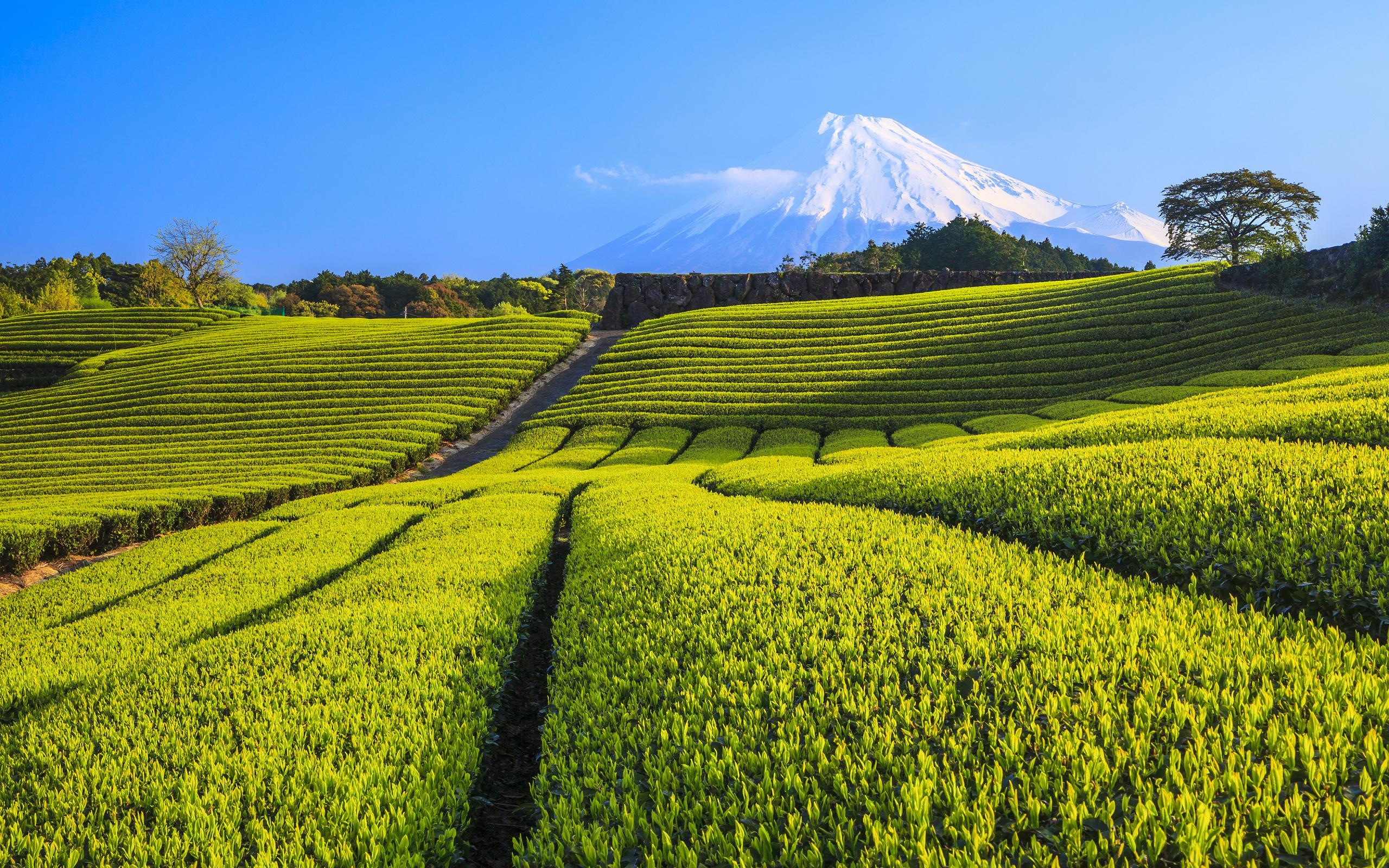 2560x1600 Tea Plantation HD Wallpaper