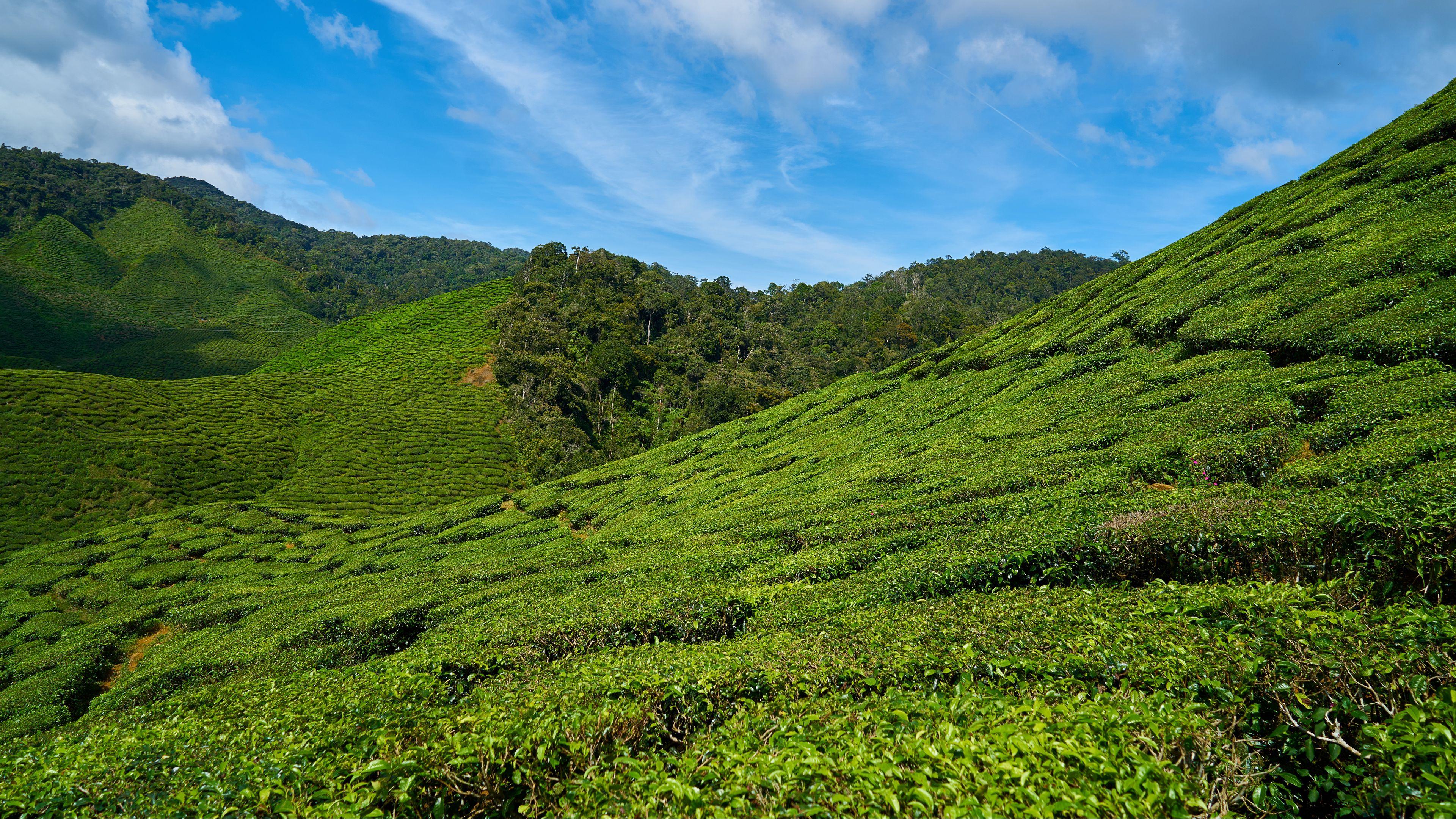 3840x2160 HD Wallpaper for theme: tea plantations HD wallpaper, background
