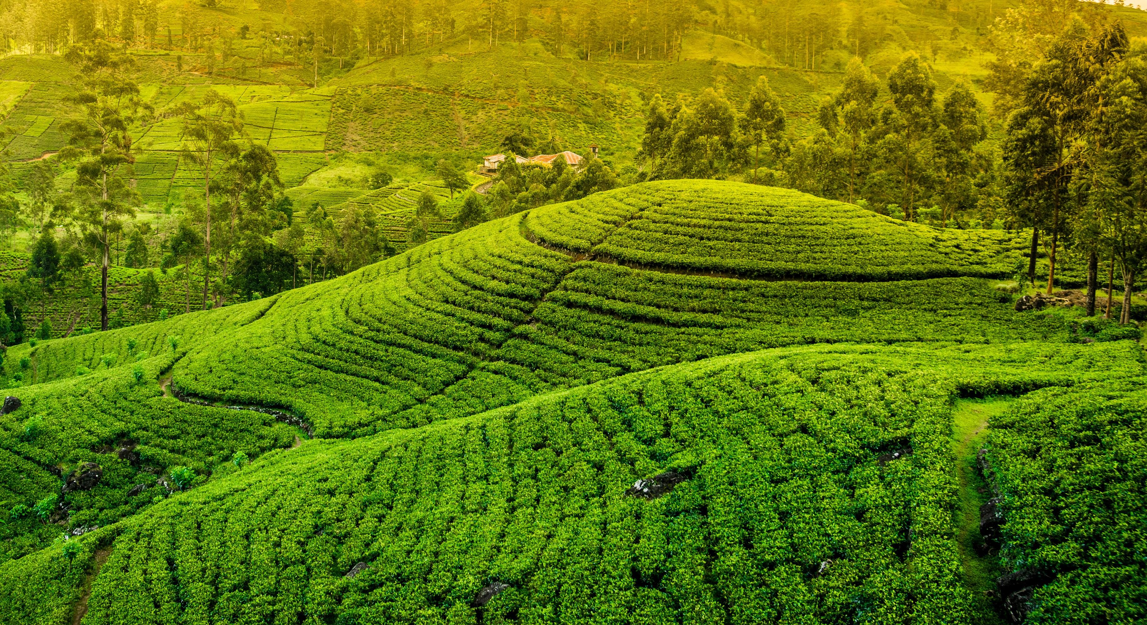 Tea Plantations Wallpapers - Top Free Tea Plantations Backgrounds ...