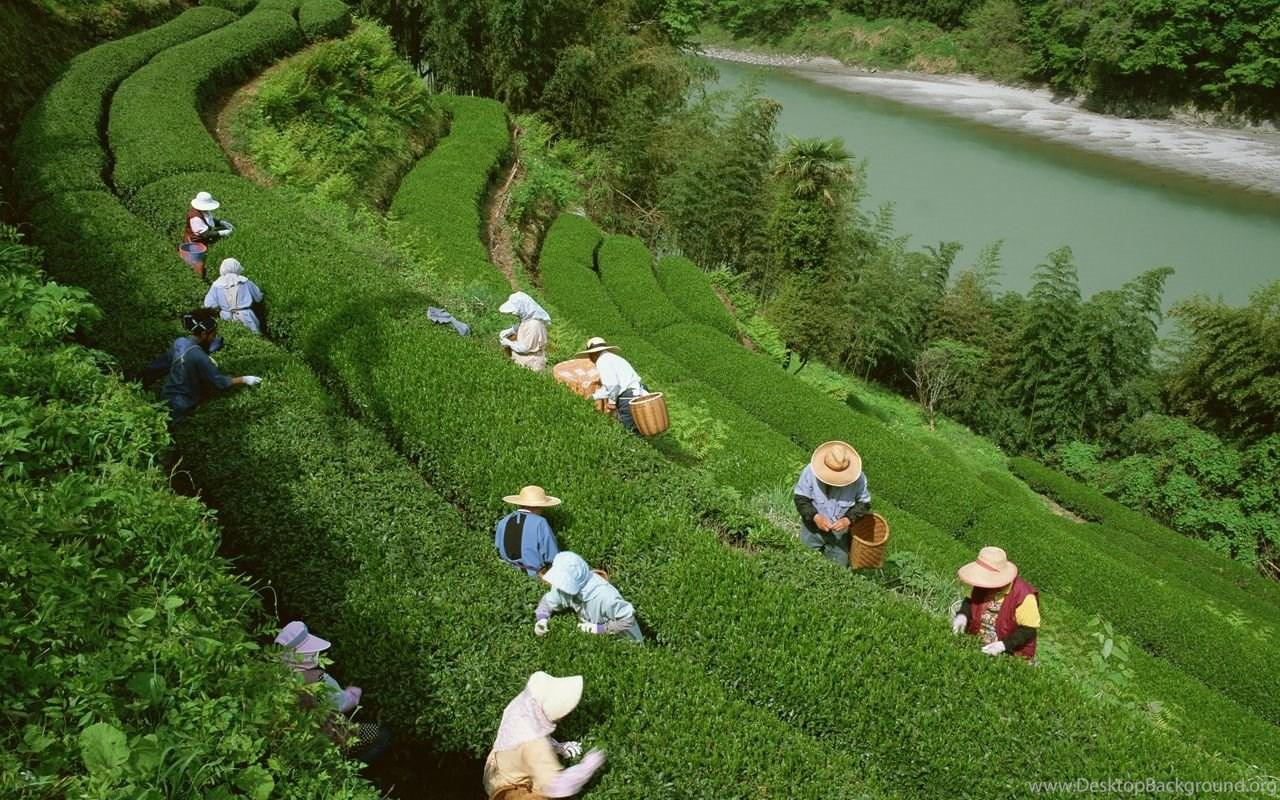 1280x800 Assam Tea Garden Wallpaper 204635 Desktop Background