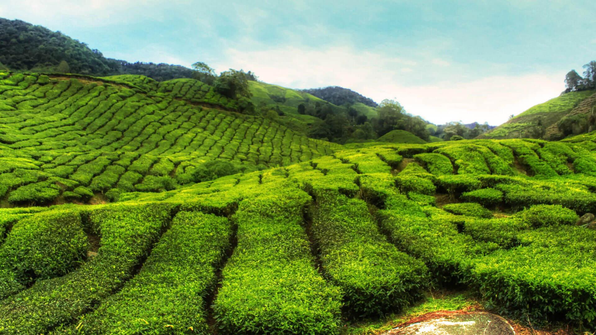 Tea Plantations Wallpapers - Top Free Tea Plantations Backgrounds ...