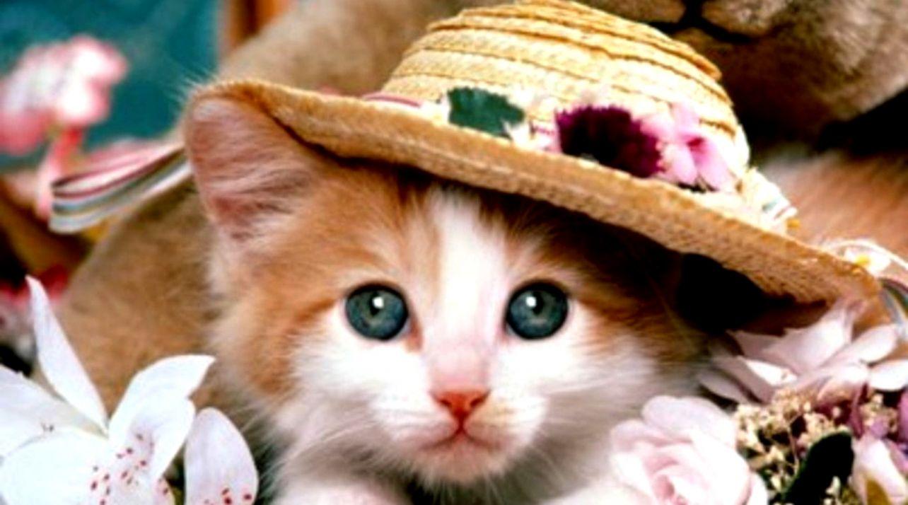 1284x714 Cat And Dog Wallpaper Wallpaper HD Download