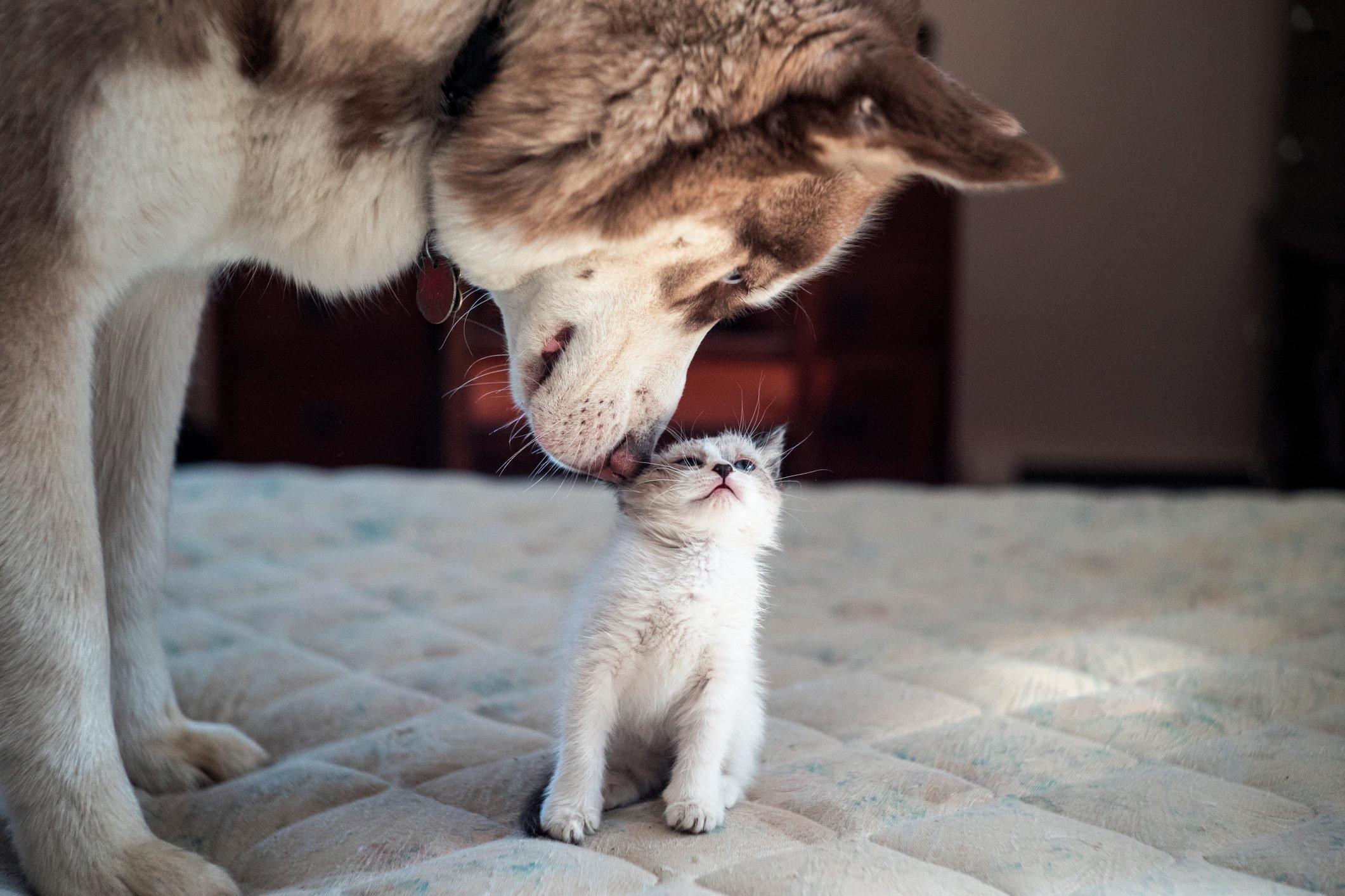 2121x1414 Funny Photo of Dogs and Cats Together. Reader's Digest