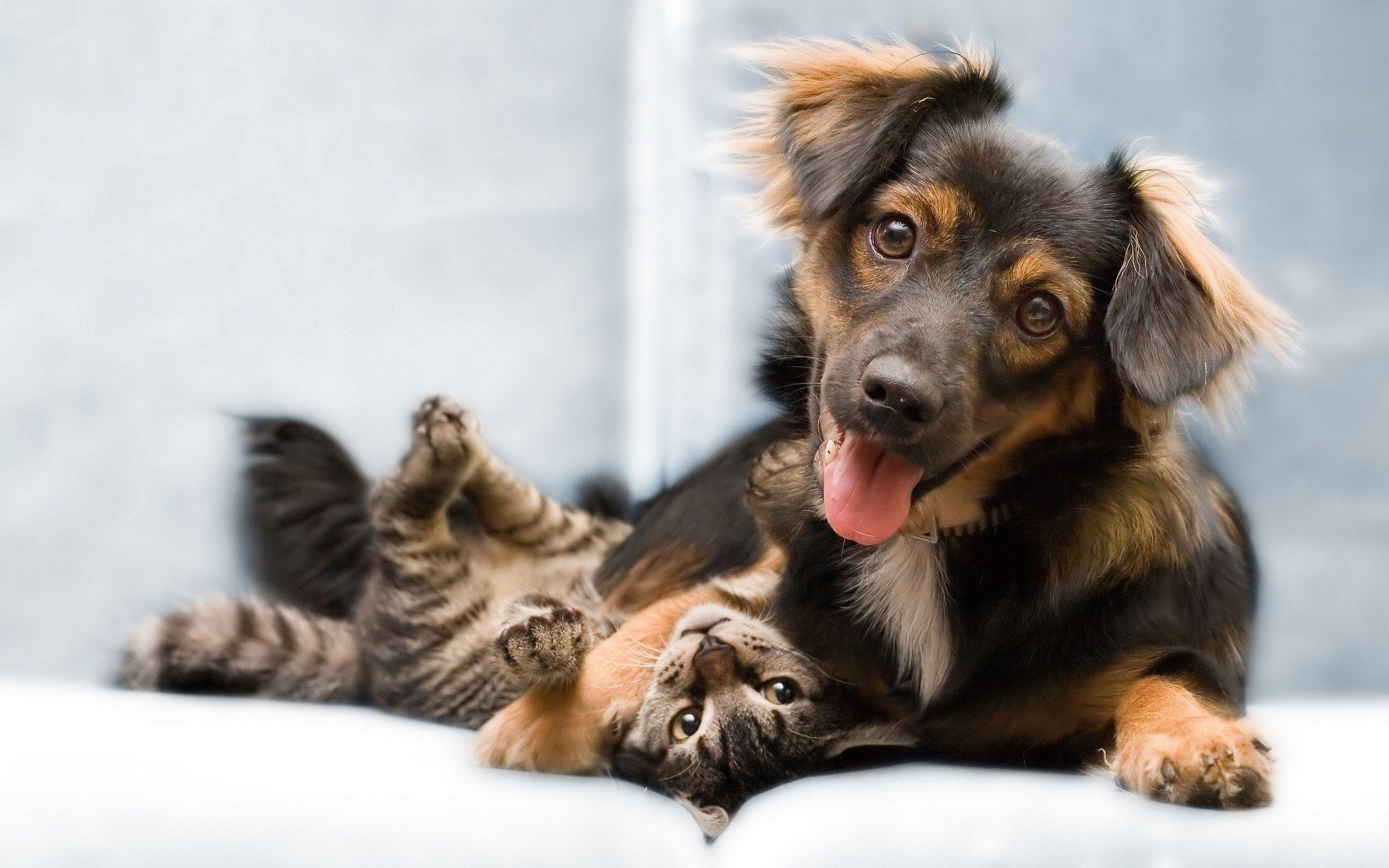 2560x1600 Dog And Cat Wallpaper