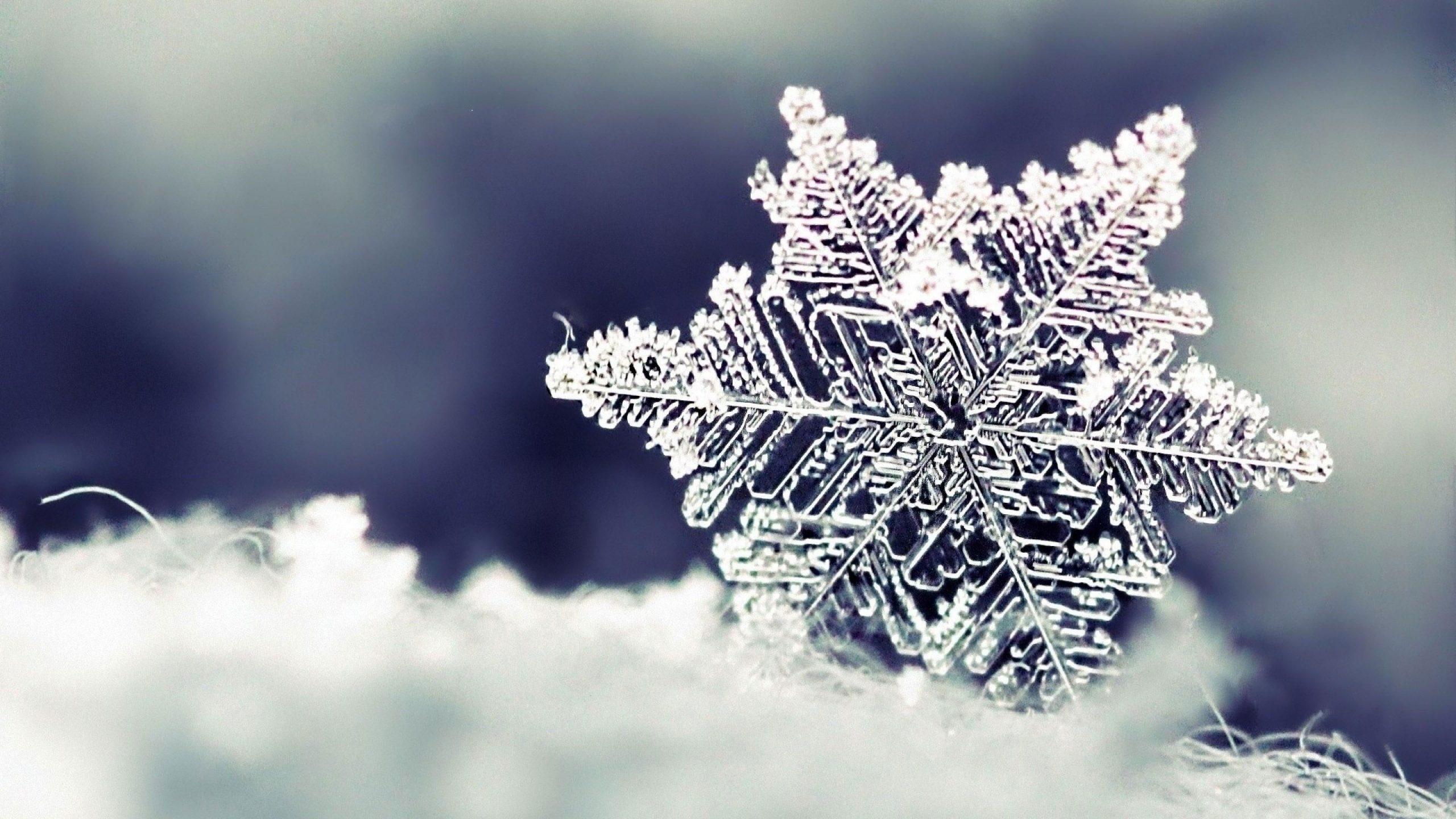 2560x1440 Snowflake wallpaper, winter, frost, freezing, macro photography, close up • Wallpaper For You HD Wallpaper For Desktop & Mobile
