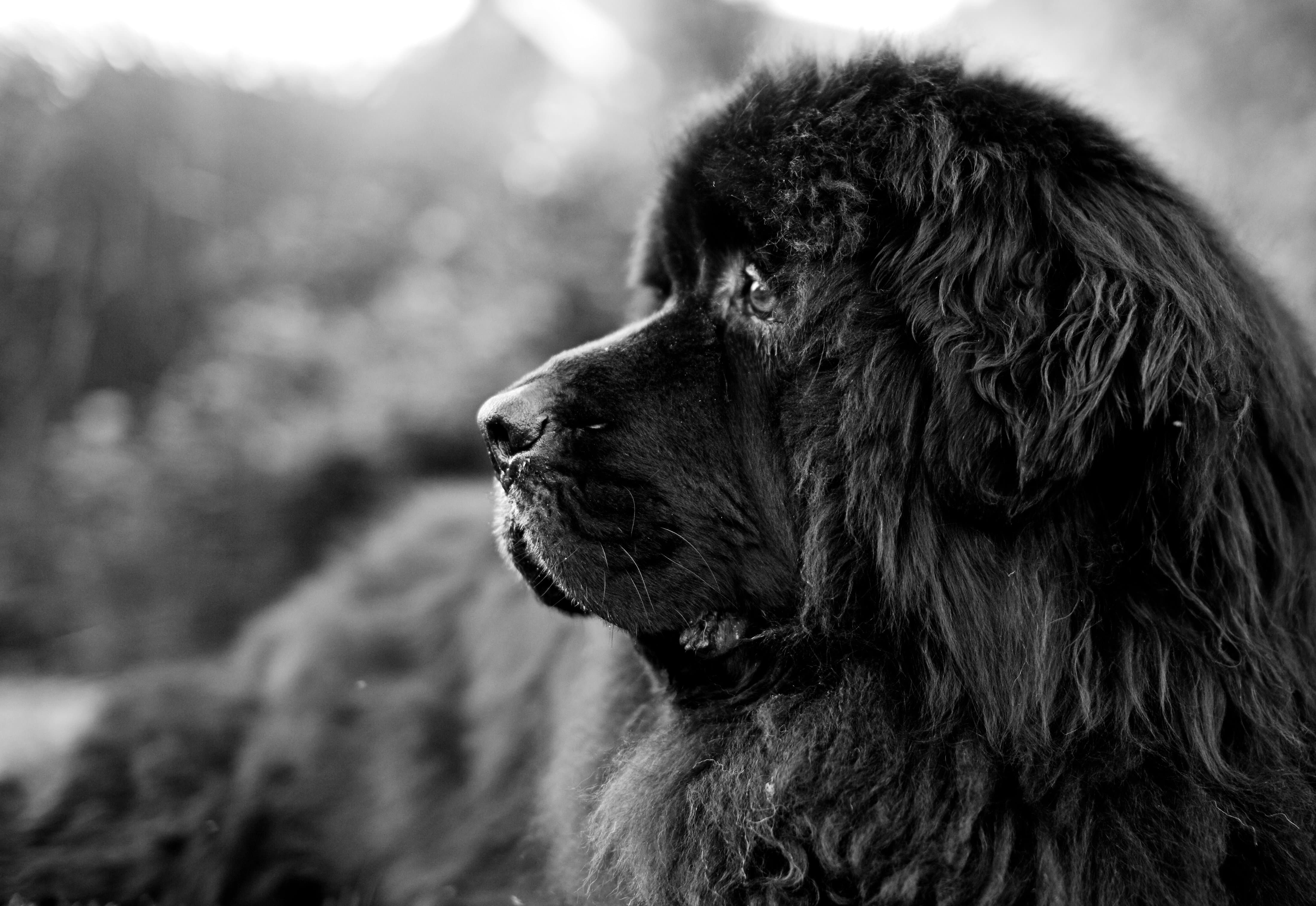 Newfoundland Puppy Wallpapers - Top Free Newfoundland Puppy Backgrounds